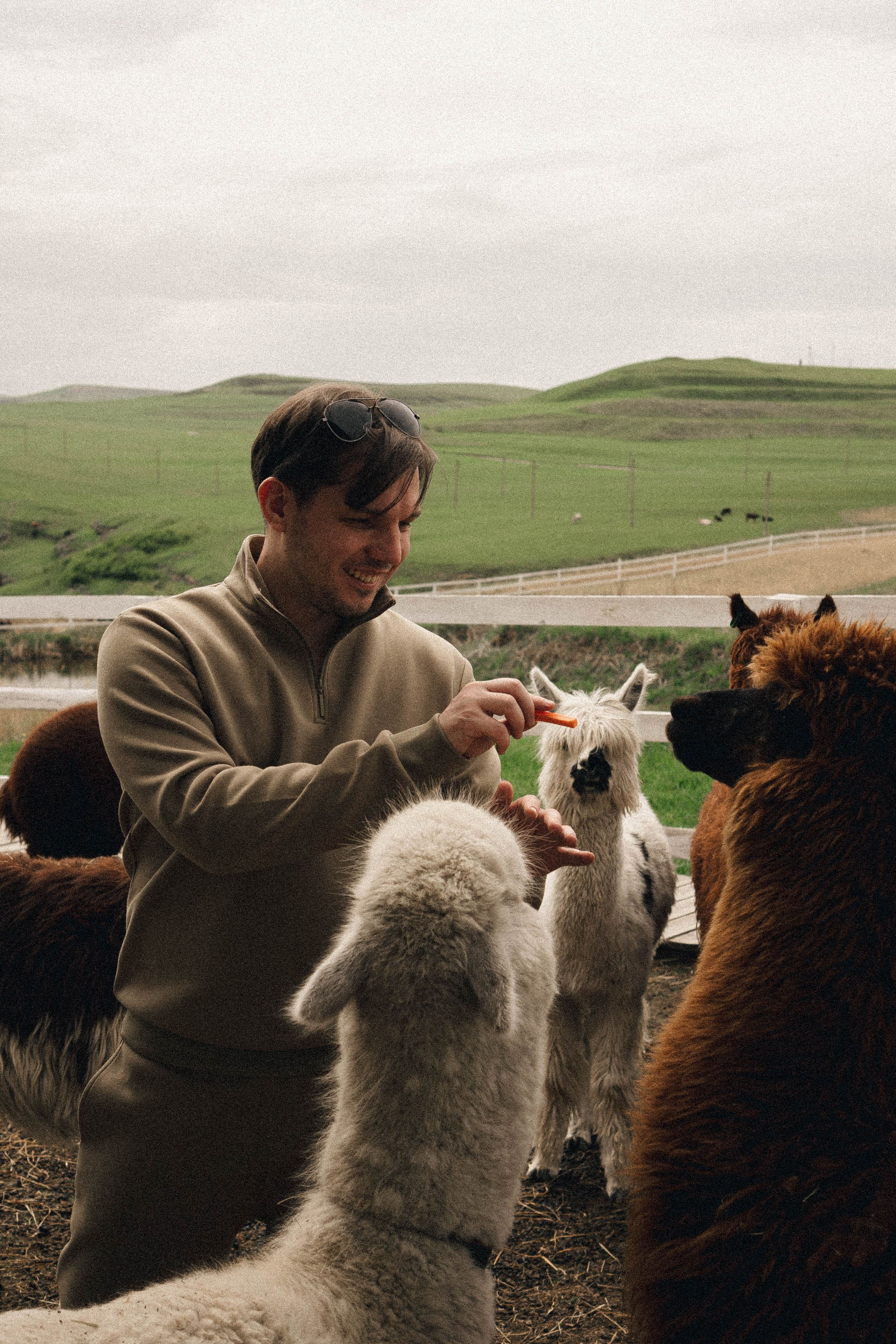 Ферма Альпак. Профессиональный фотограф, Санкт-Петербург — Виктория Богомолова