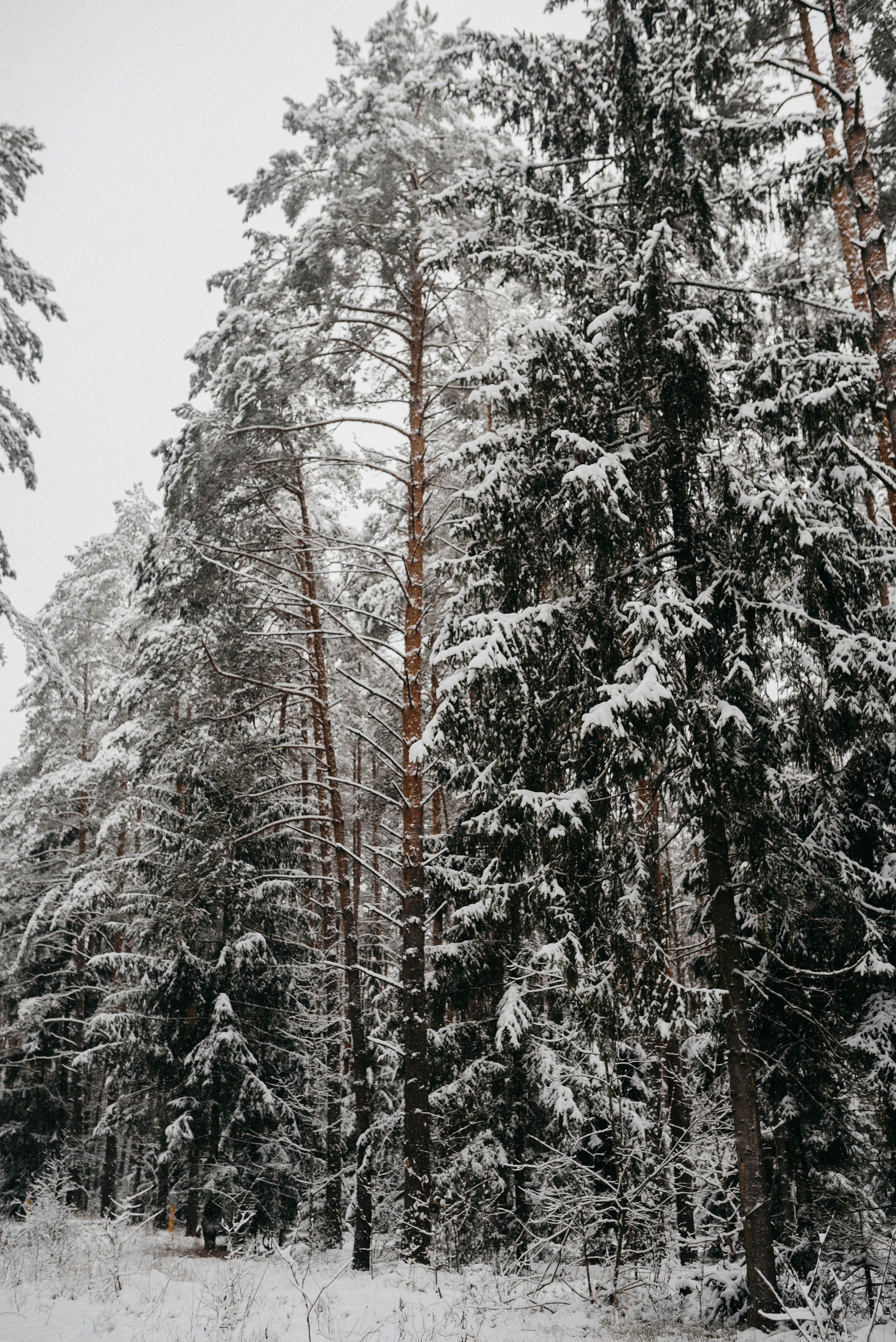 Даше. Костюшко Кристина — семейный и свадебный фотограф в Минске
