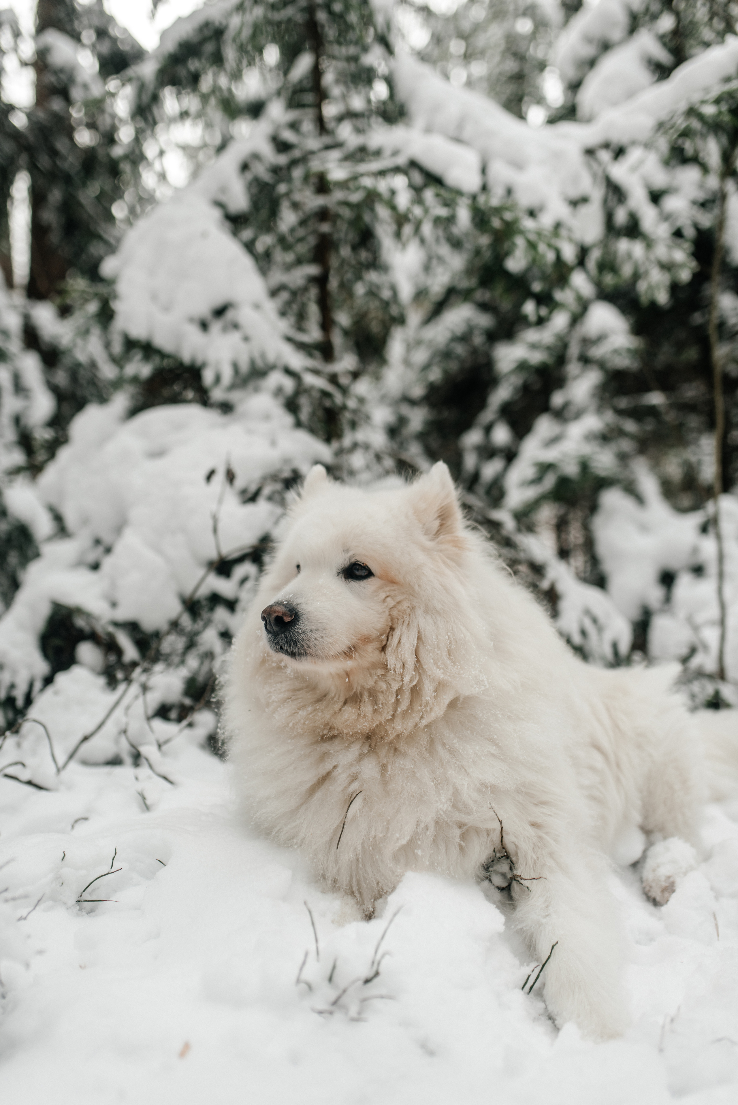 Даше. Костюшко Кристина — семейный и свадебный фотограф в Минске