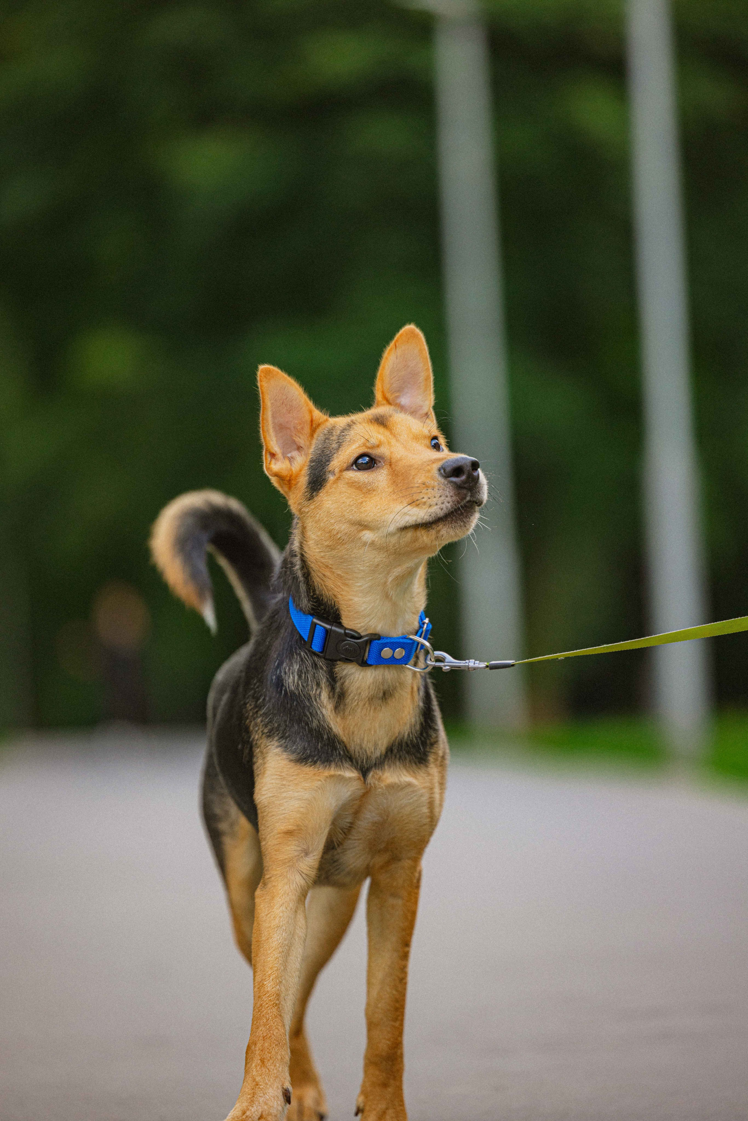 Джеки. Фотограф-анималист в Москве Лера Черноног