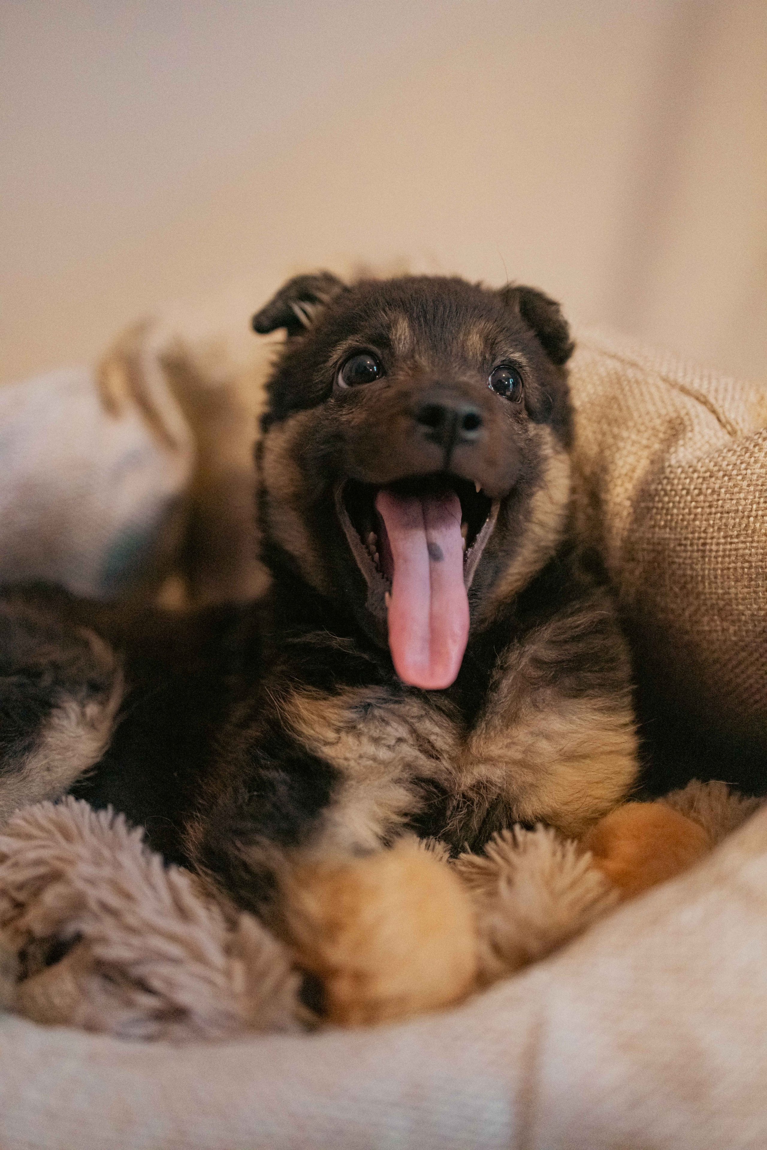 Пеппа. Фотограф-анималист в Москве Лера Черноног