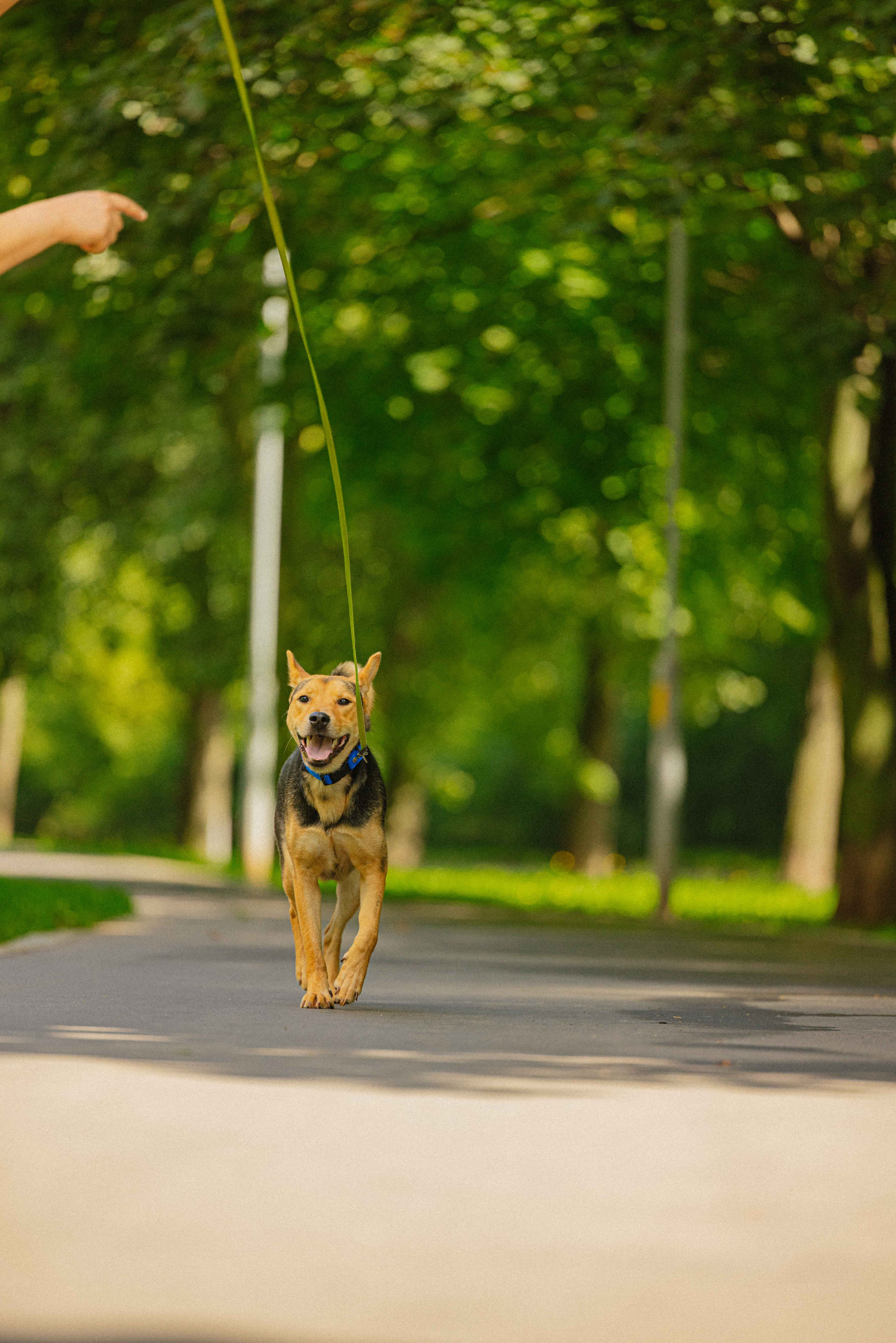 Джеки. Фотограф-анималист в Москве Лера Черноног