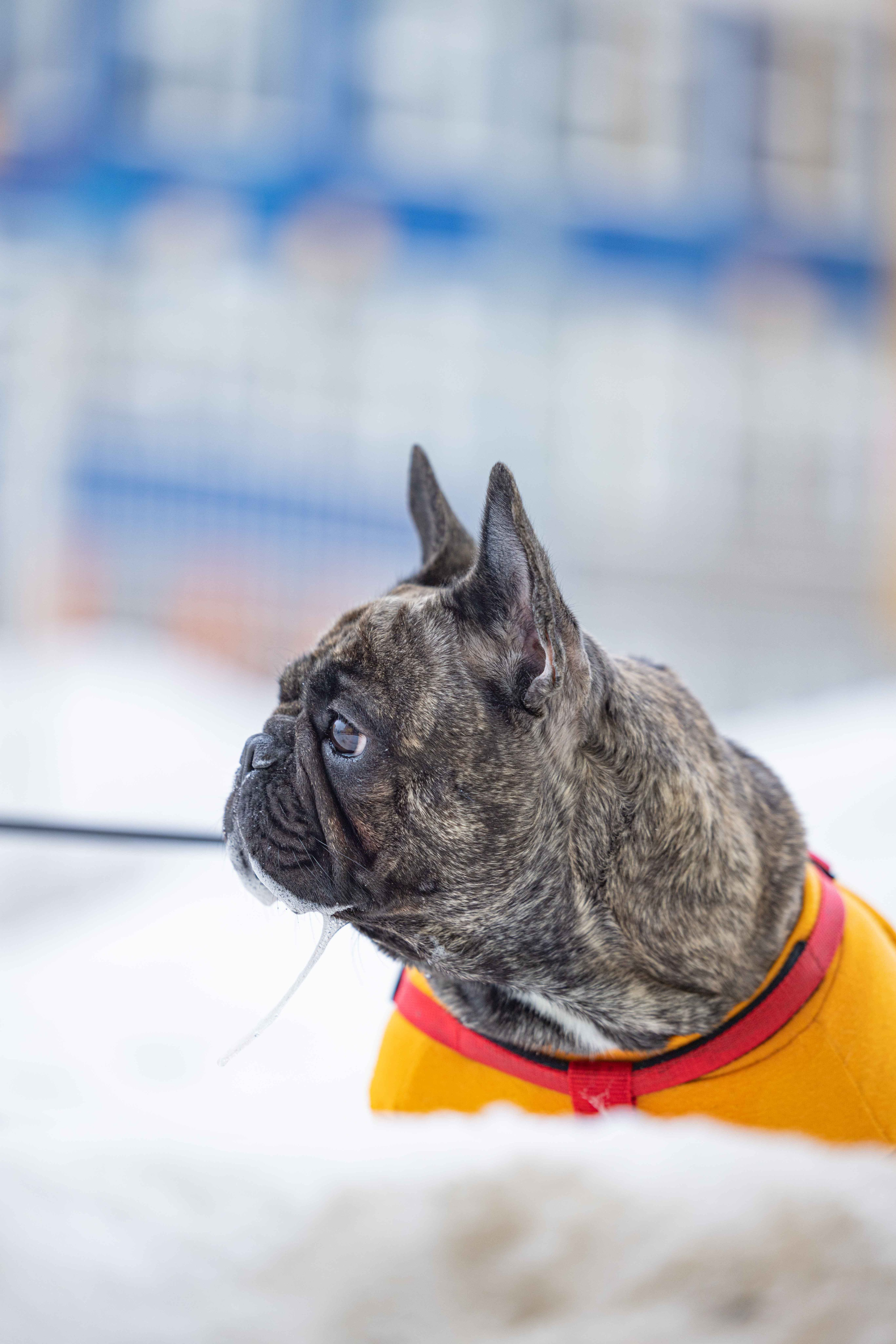 Шами. Фотограф-анималист в Москве Лера Черноног