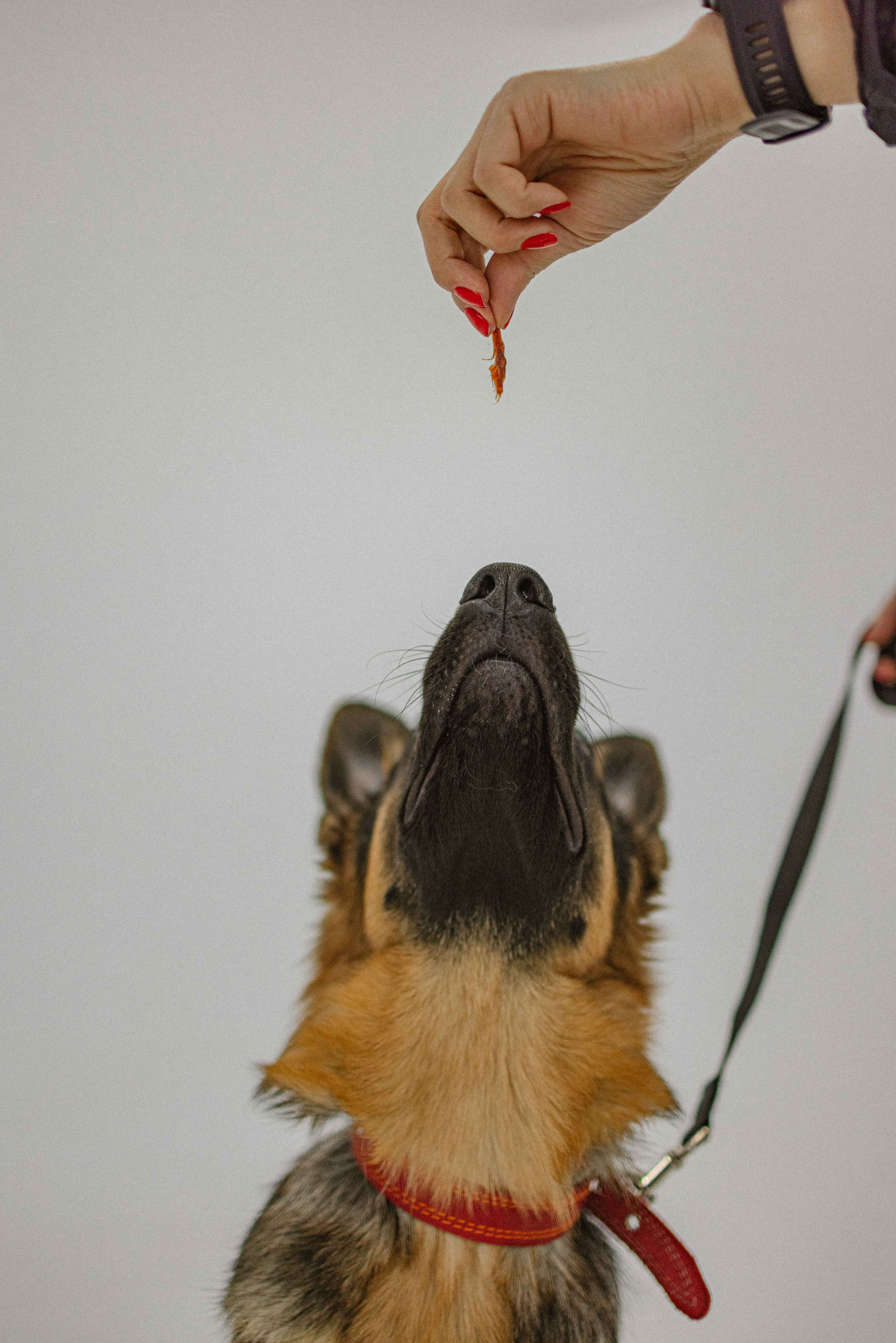 Ася и Буся. Фотограф-анималист в Москве Лера Черноног