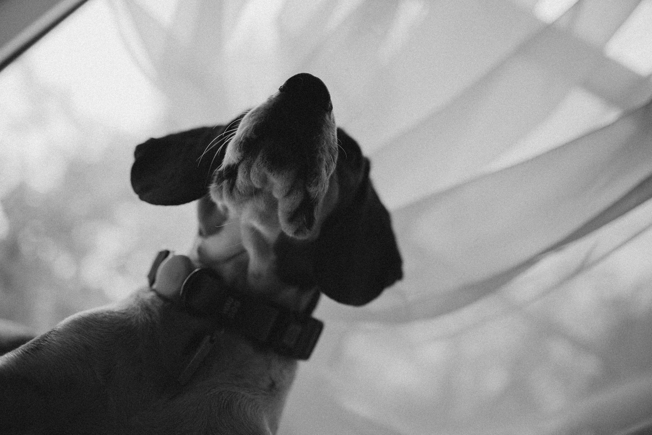 Света и Ива. Фотограф-анималист в Москве Лера Черноног