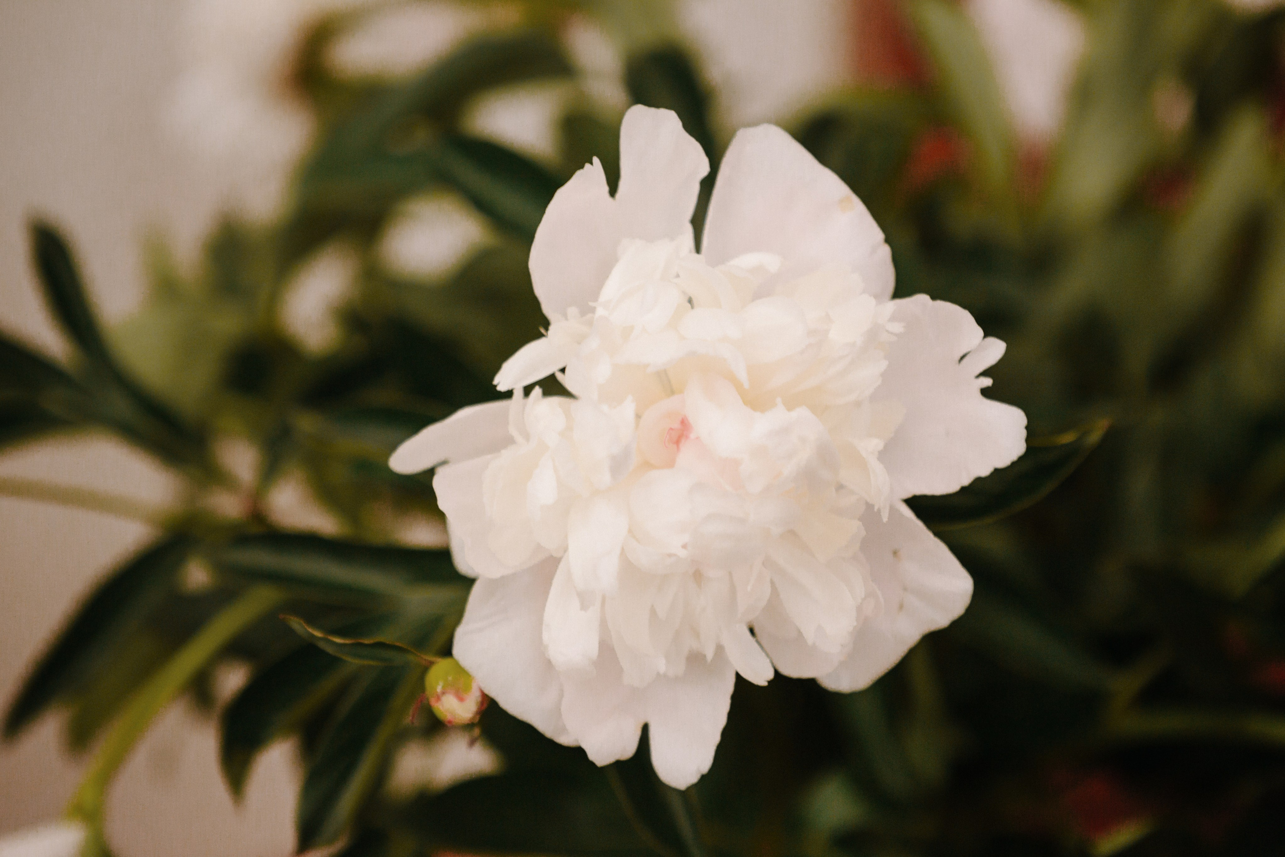 Крещение Карины. Семейный и свадебный фотограф в Воронеже Майя Добровольская