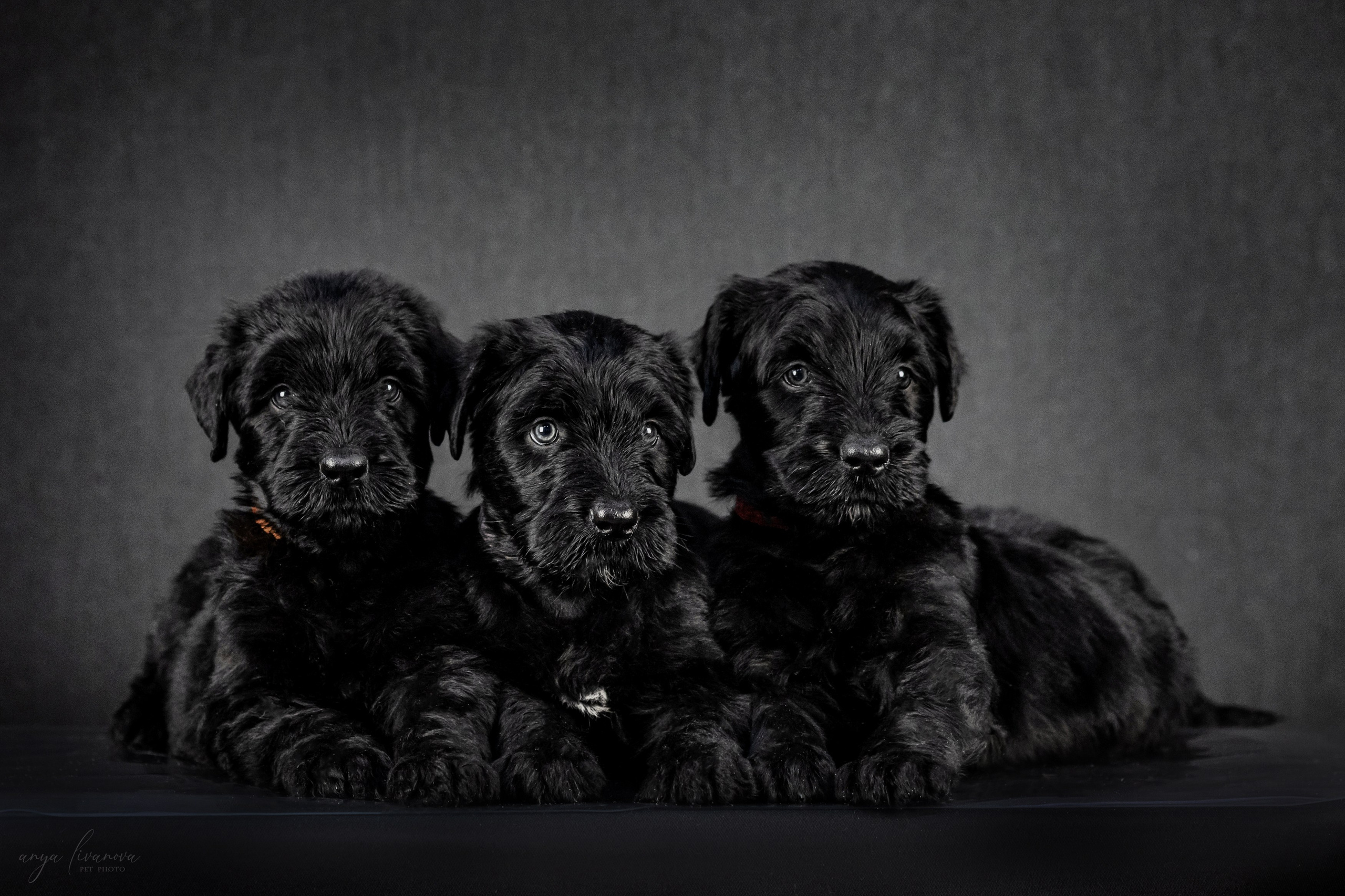 РЧТ. Фотограф анималист Аня Ливанова | Рыбинск