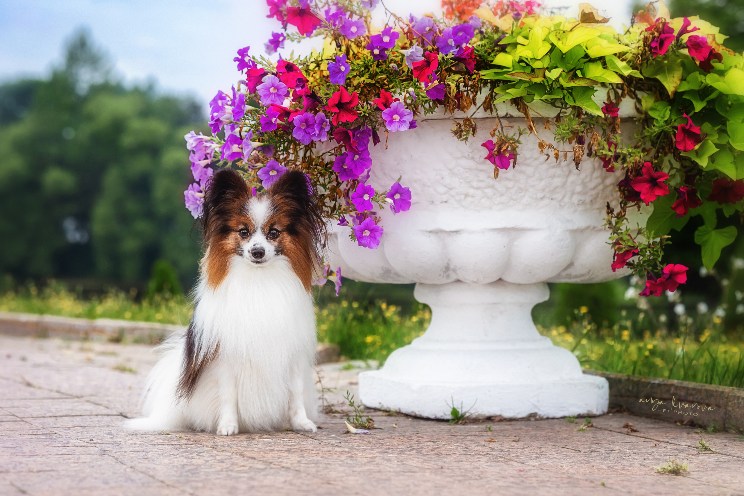 Елена и папийоны. Фотограф анималист Аня Ливанова | Рыбинск