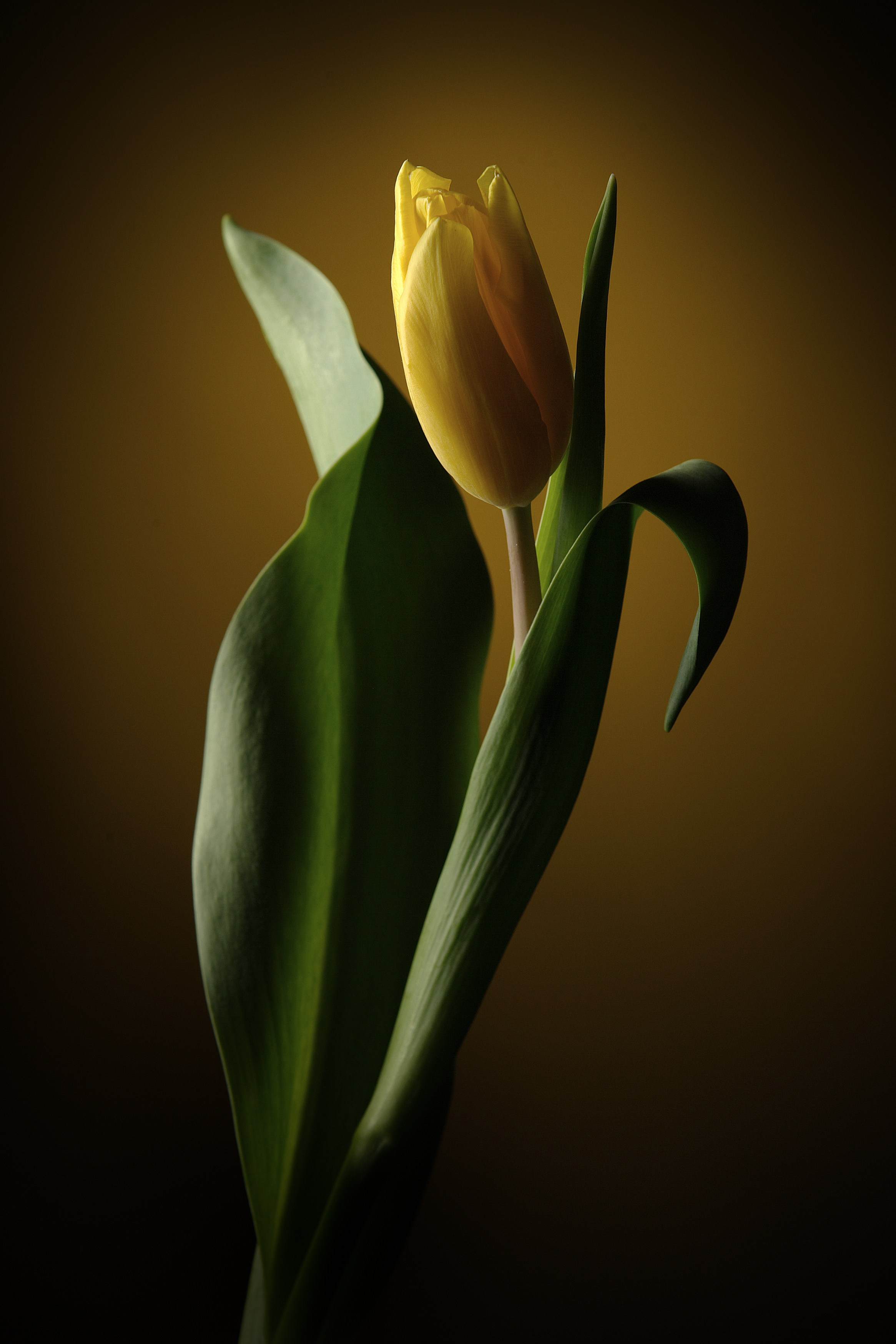 Цветы. Фотограф Мария Кольцова