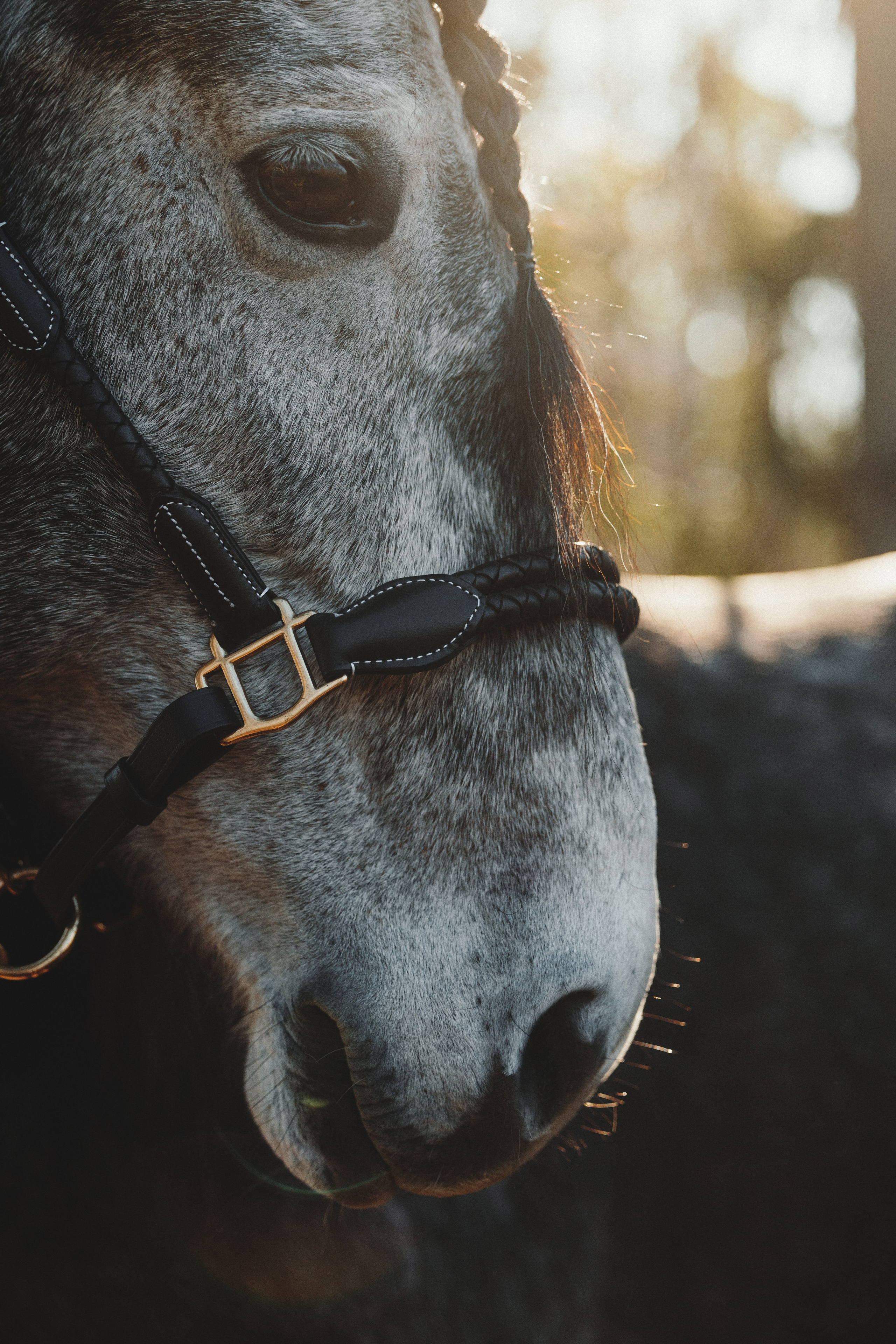 Ирина и Командор. Фотограф анималист Осипчикова Мария