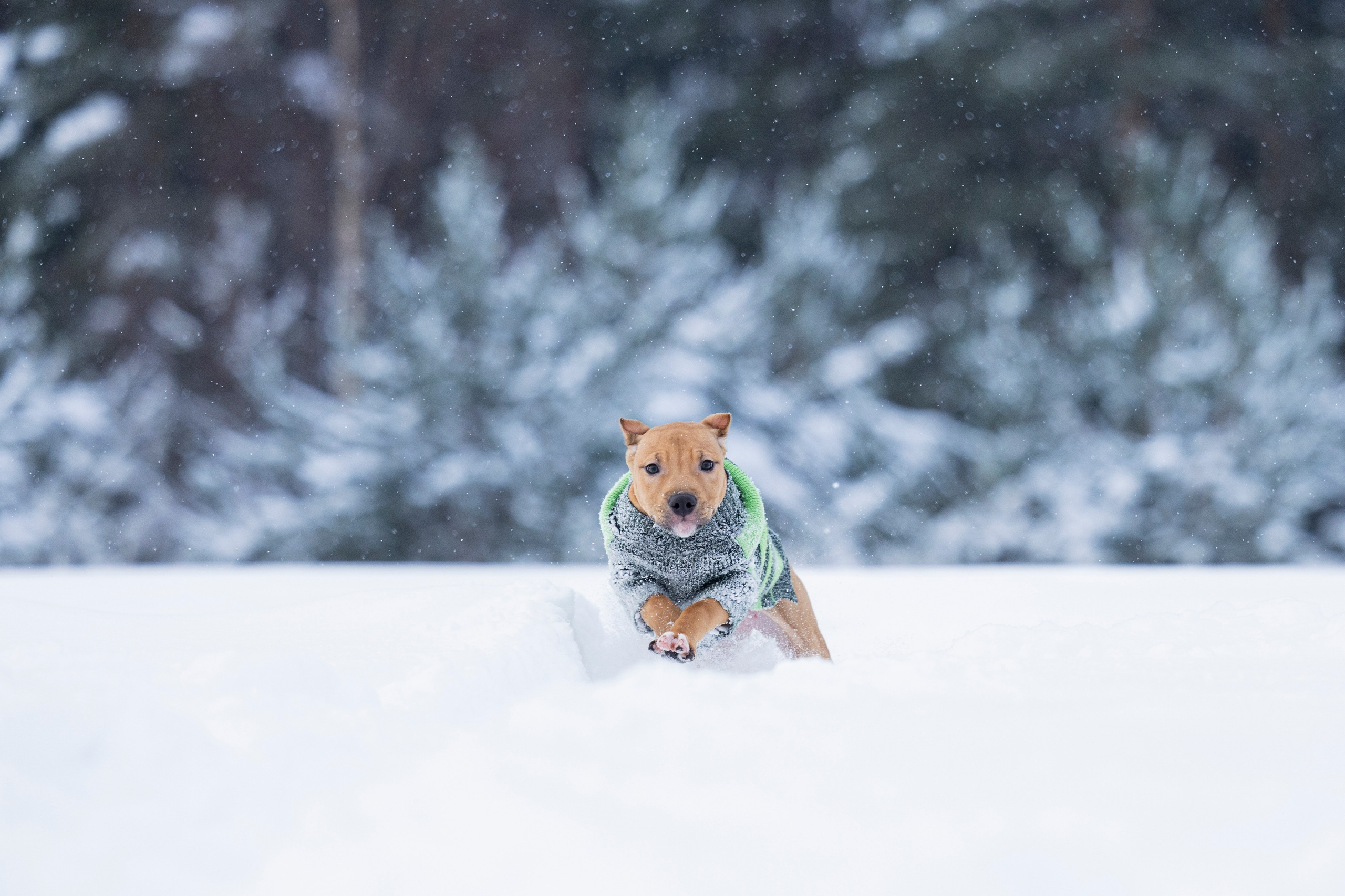 Миура. Фотограф-анималист Анна Маринич