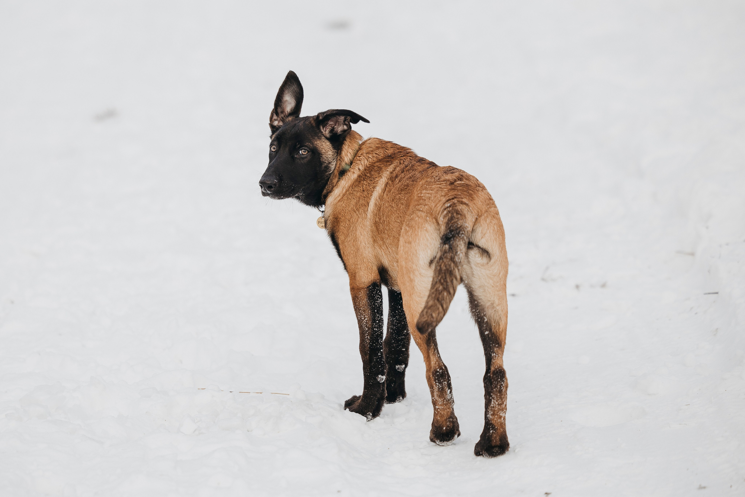 Даша, Омен, Айс и Рицу. Фотограф-анималист Анна Маринич