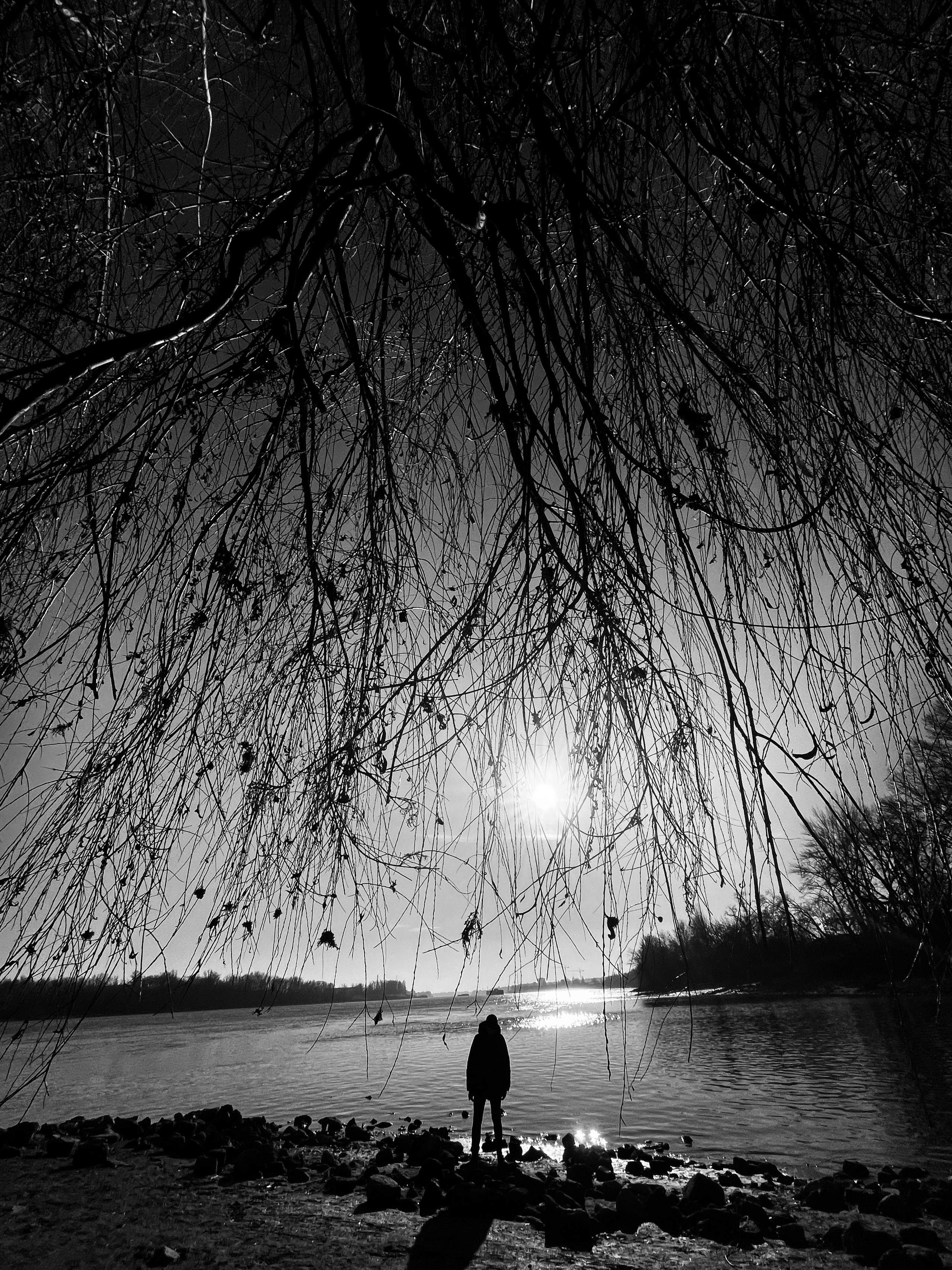 Silhouette under the willow