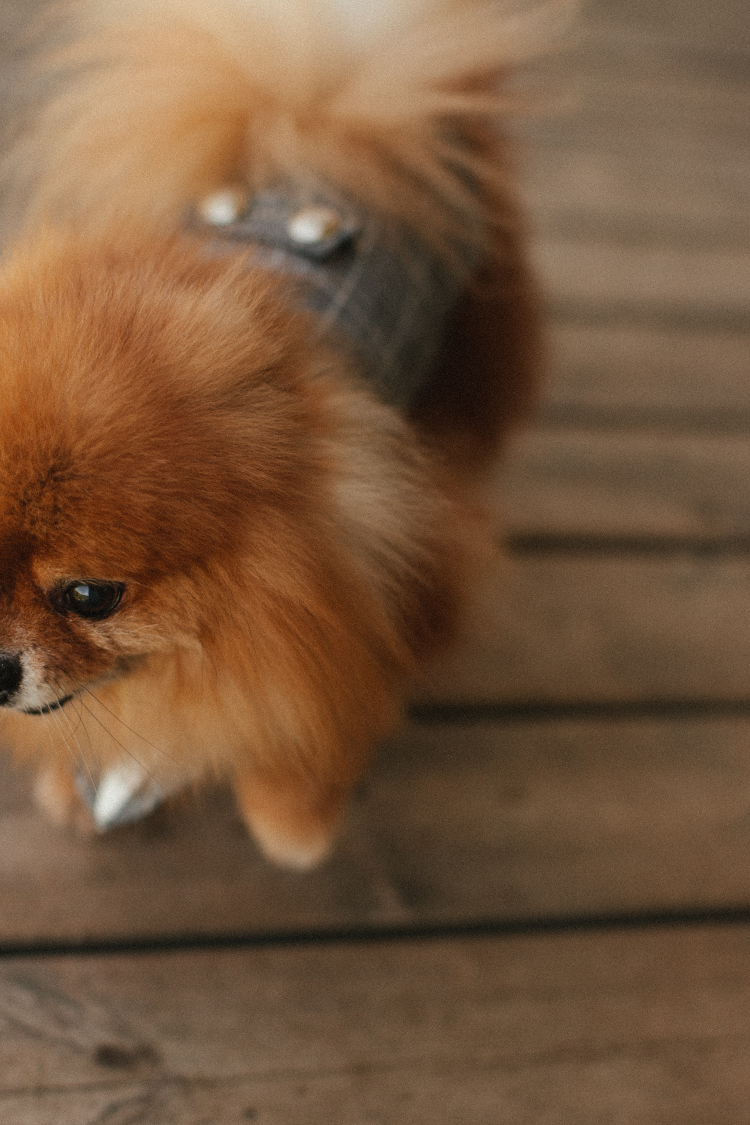 Я очень…. Свадебный и семейный фотограф в Самаре и Москве