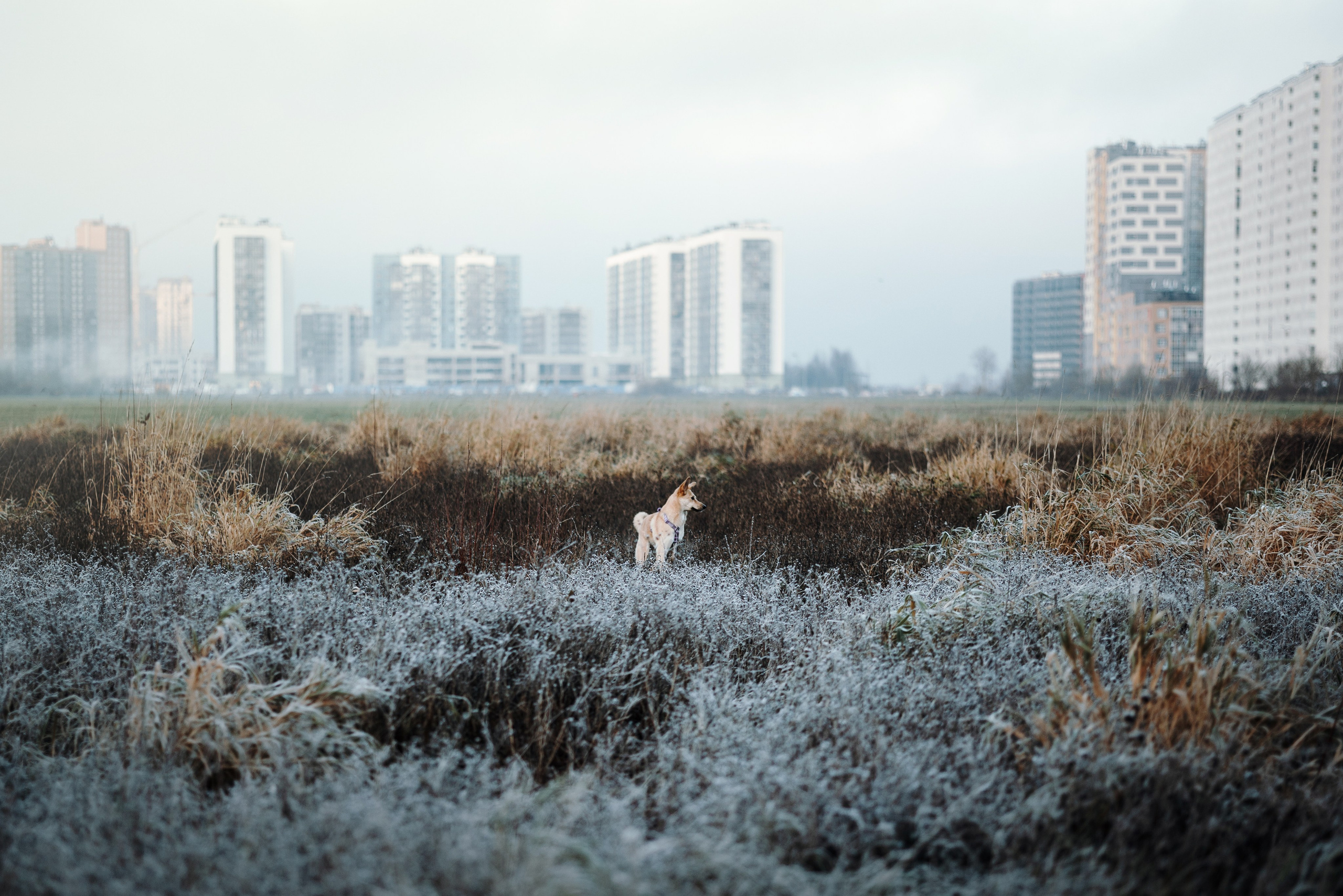 Юля и Джесси. Фотограф — Анималист | Санкт-Петербург