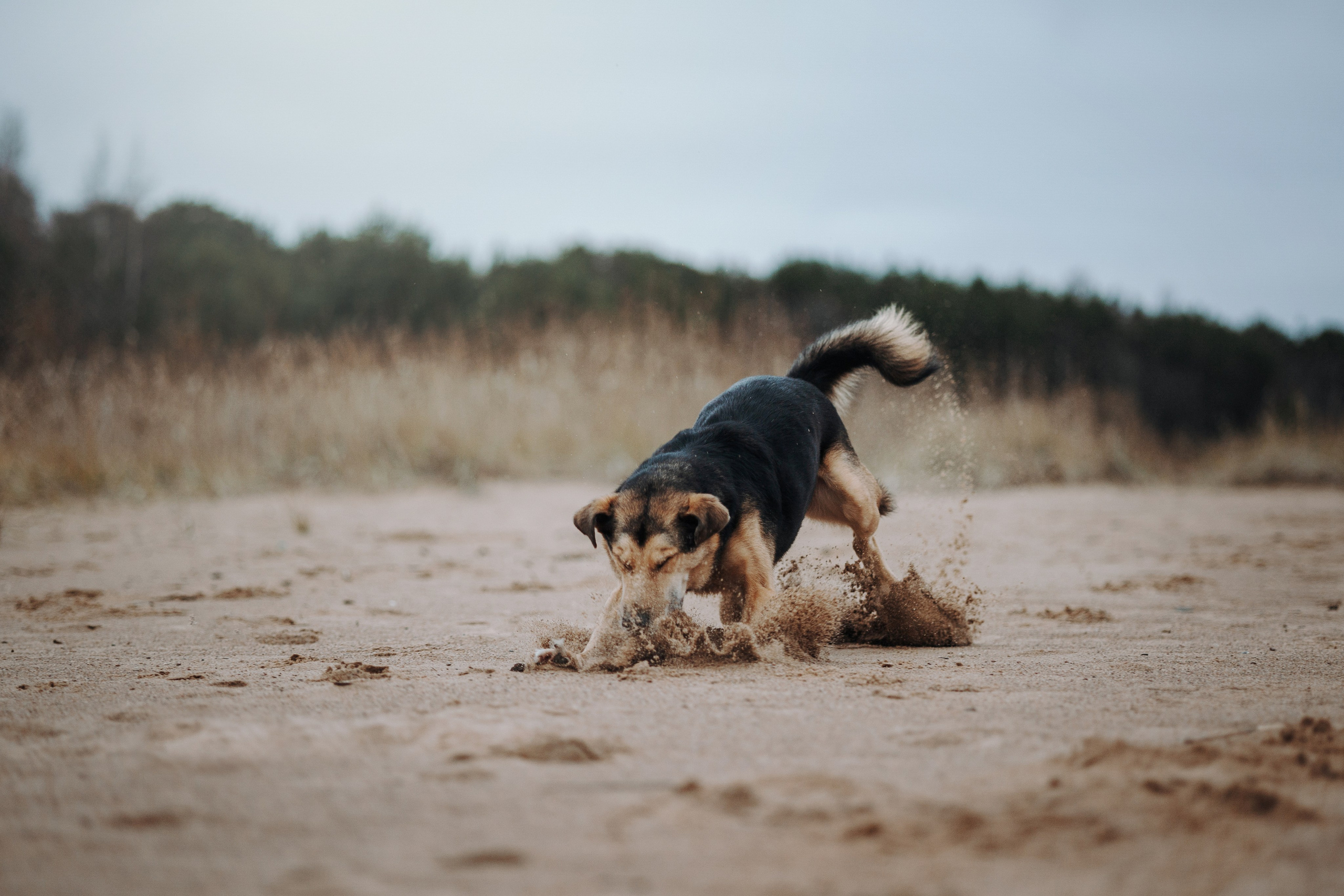 Наталья и Того. Фотограф — Анималист | Санкт-Петербург