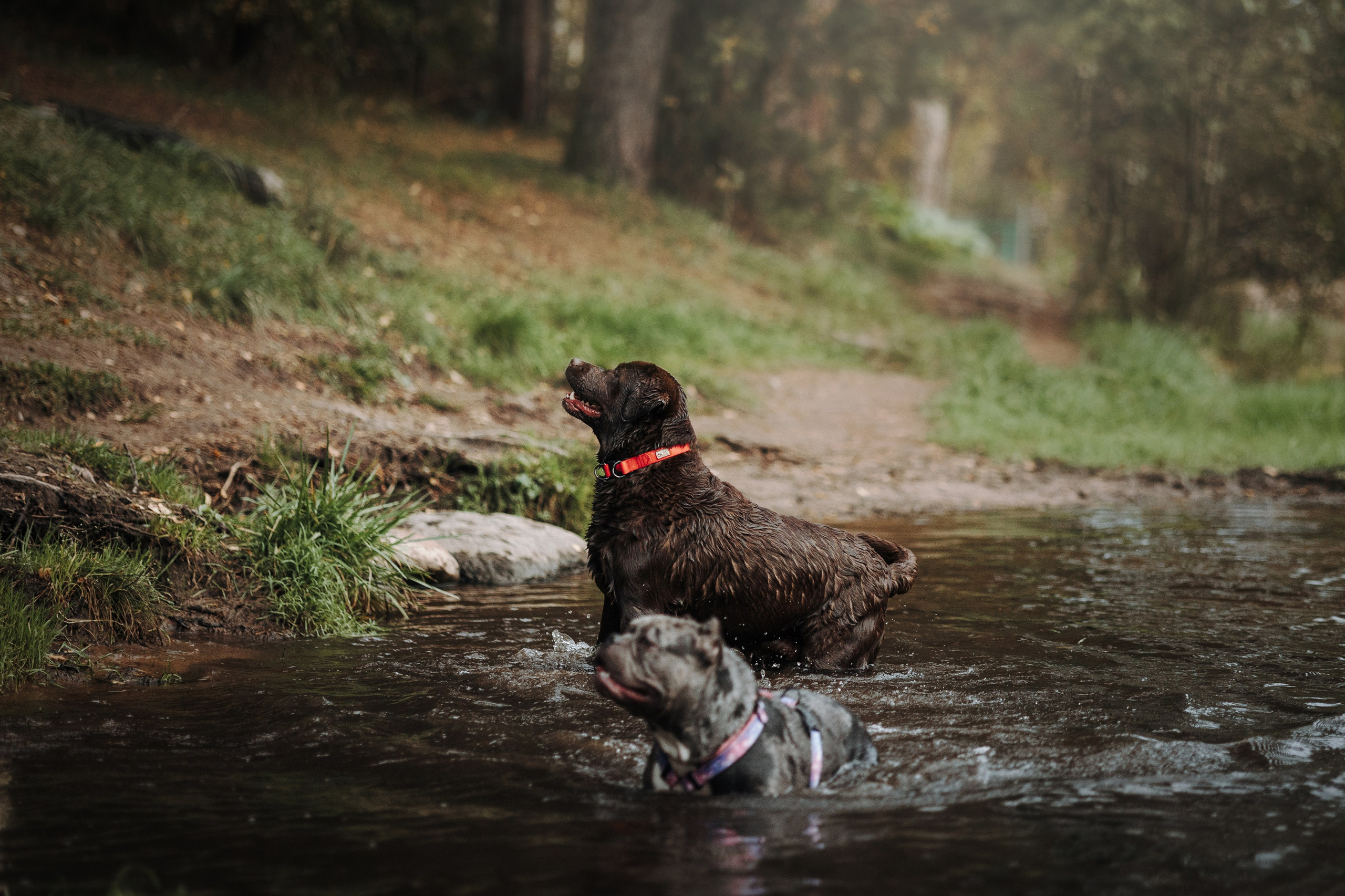 Девочки и их семья. Фотограф — Анималист | Санкт-Петербург