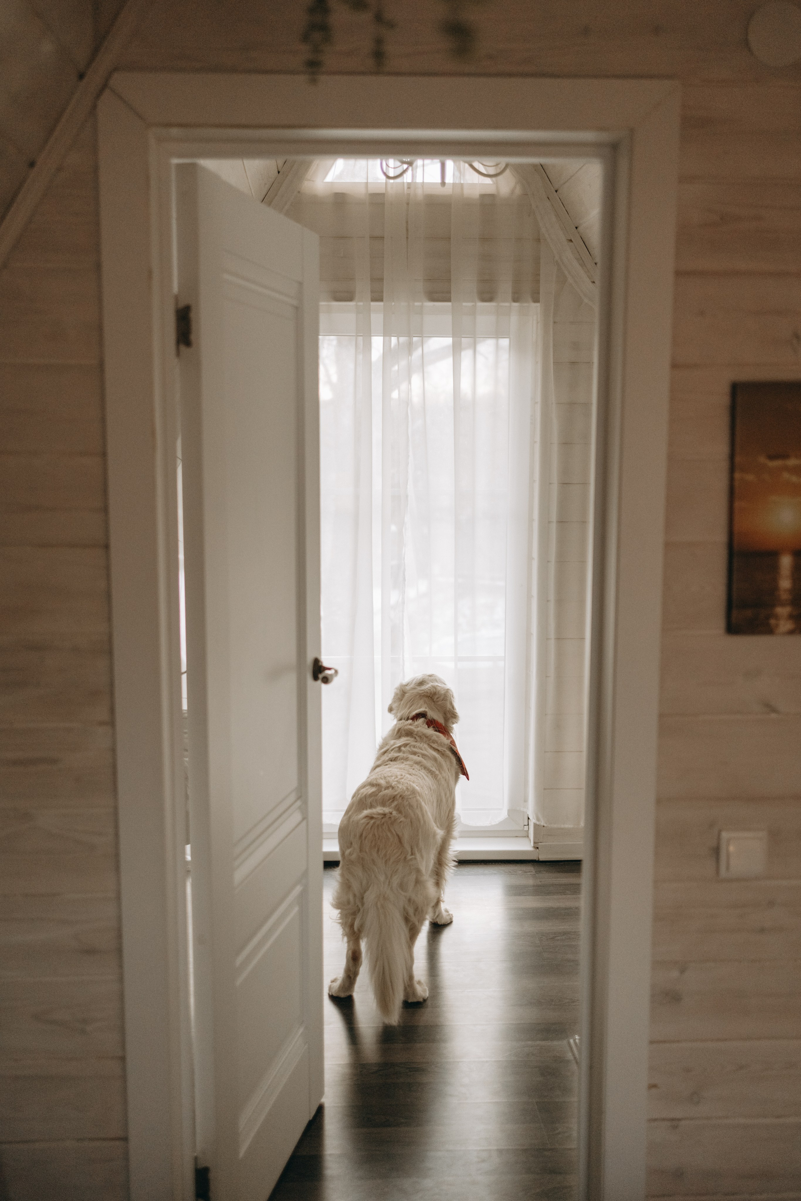 Оливер и его семья. Фотограф — Анималист | Санкт-Петербург