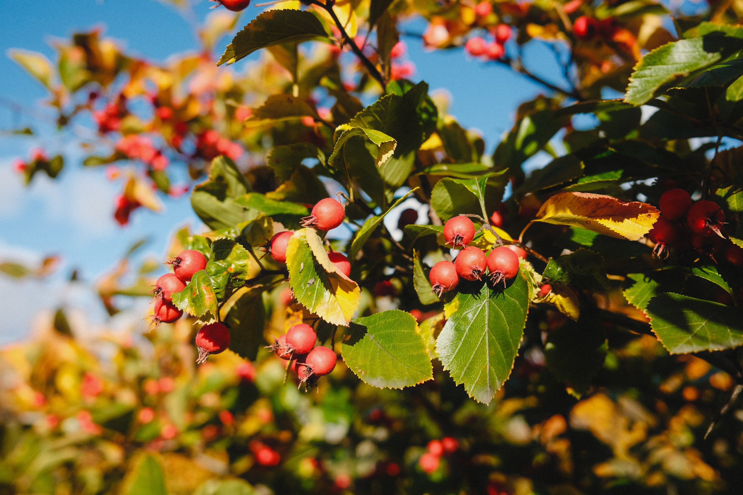 2022.10. Фотограф Алексей Алексеев