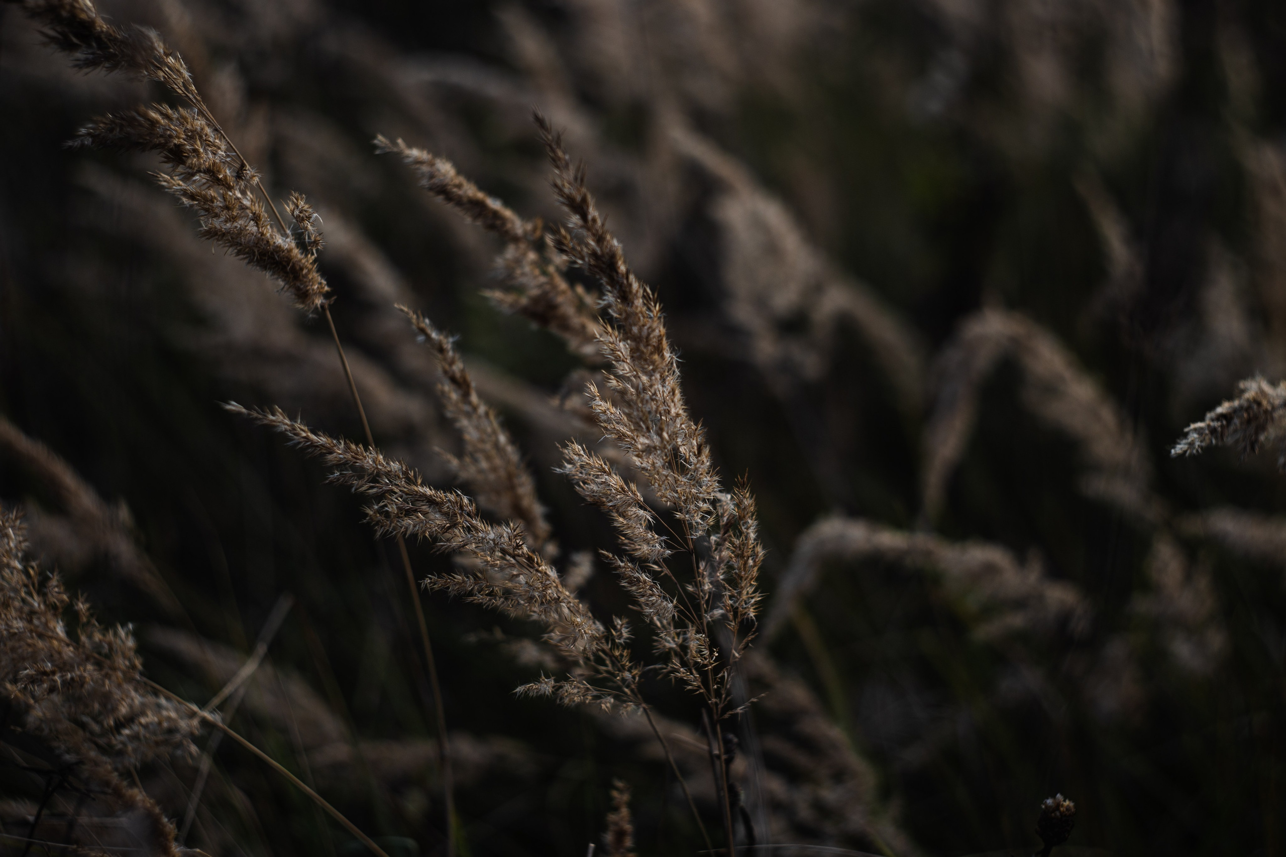 Сентябрь 2023. Efremovaphoto.ru