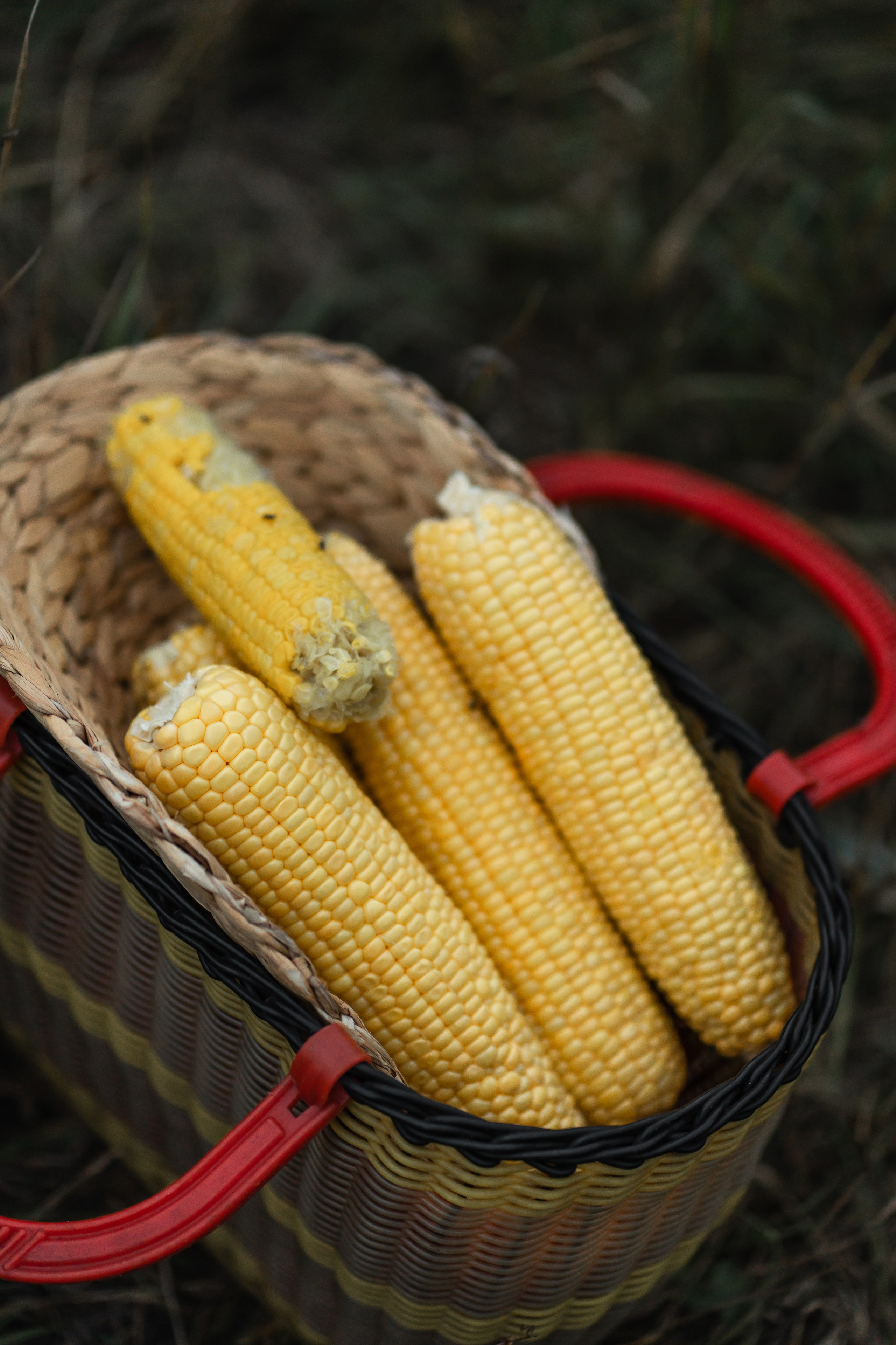 Прогулка в кукурузе. Фотограф в Красноярске. Юлия Чаушанская