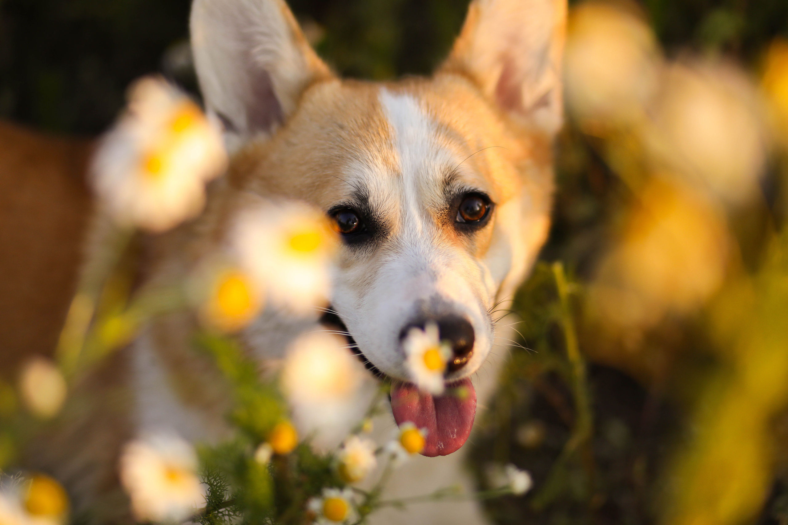 Юра, Женя и малыш Чич. ФОТОГРАФ ХАБАРОВСК АНАСТАСИЯ РАЧЕНКОВА