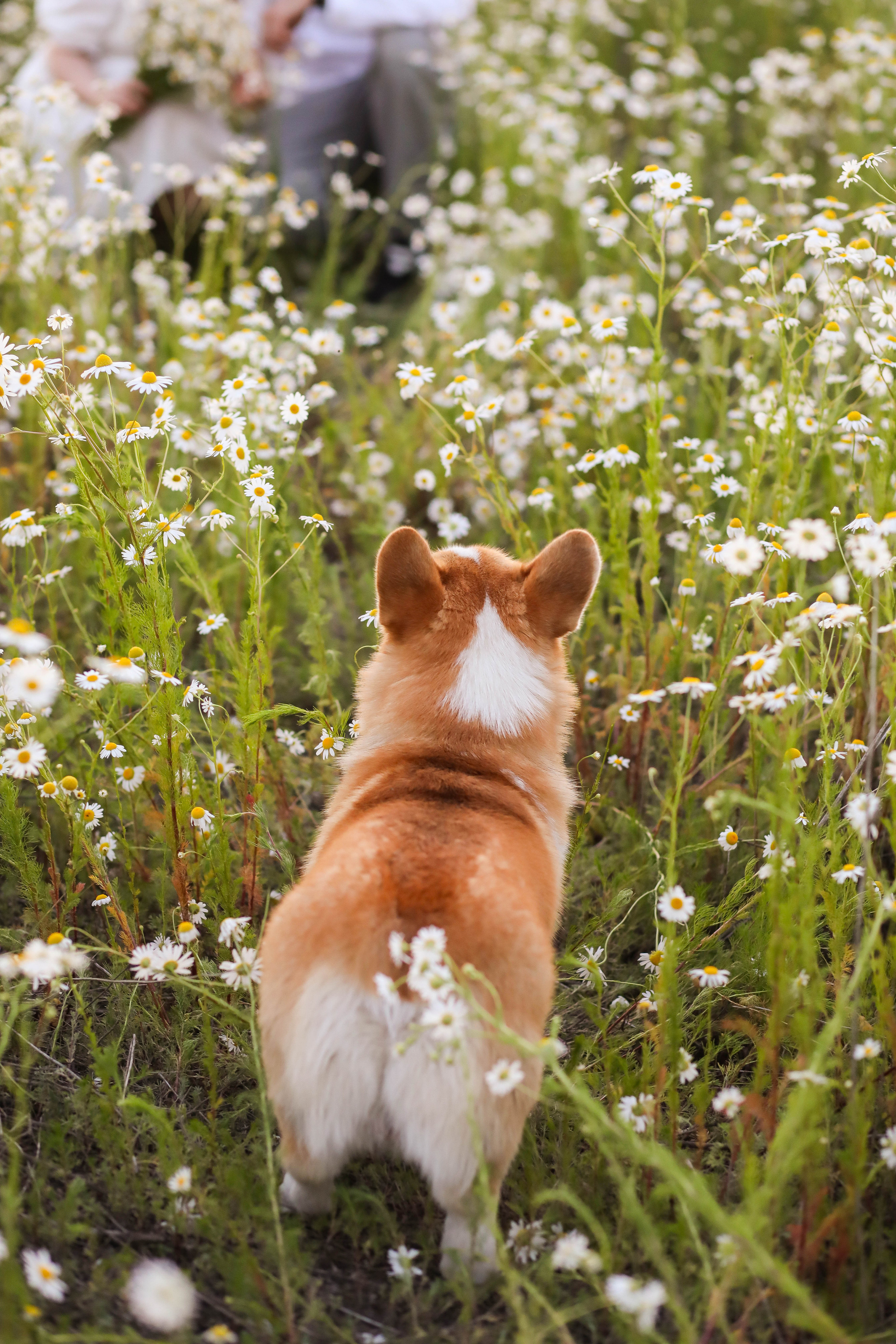 Юра, Женя и малыш Чич. ФОТОГРАФ ХАБАРОВСК АНАСТАСИЯ РАЧЕНКОВА