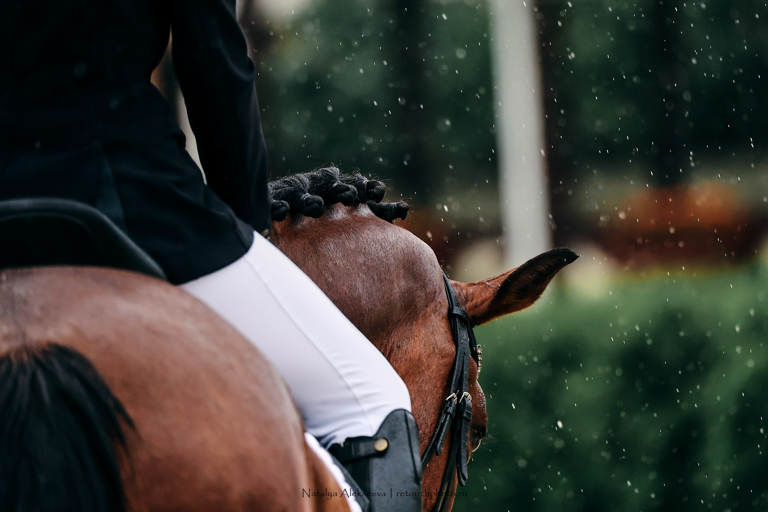 Евразийские игры по выездке, Maxima Stables. Репортажный фотограф и ретушер в Москве Наталья Алексеева
