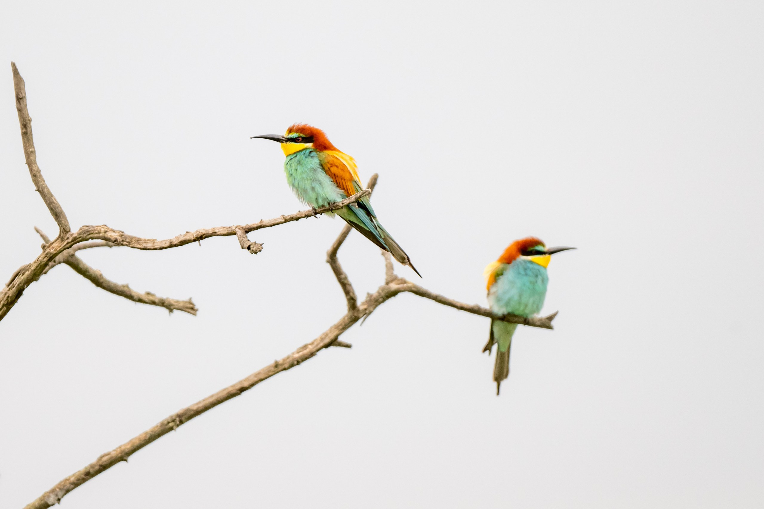 Пейзажный фотограф, Фотографии дикой природы. Foto-Zuev фотография как искусство