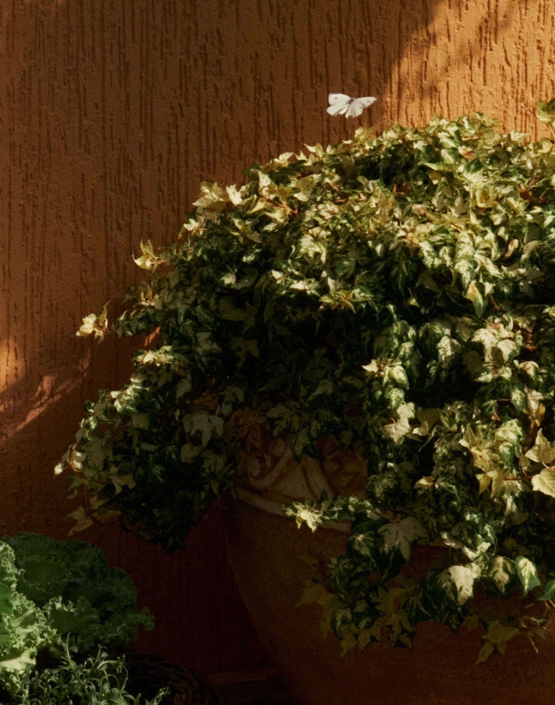 Владимир и Анастасия. Семейный и свадебный фотограф в Краснодаре