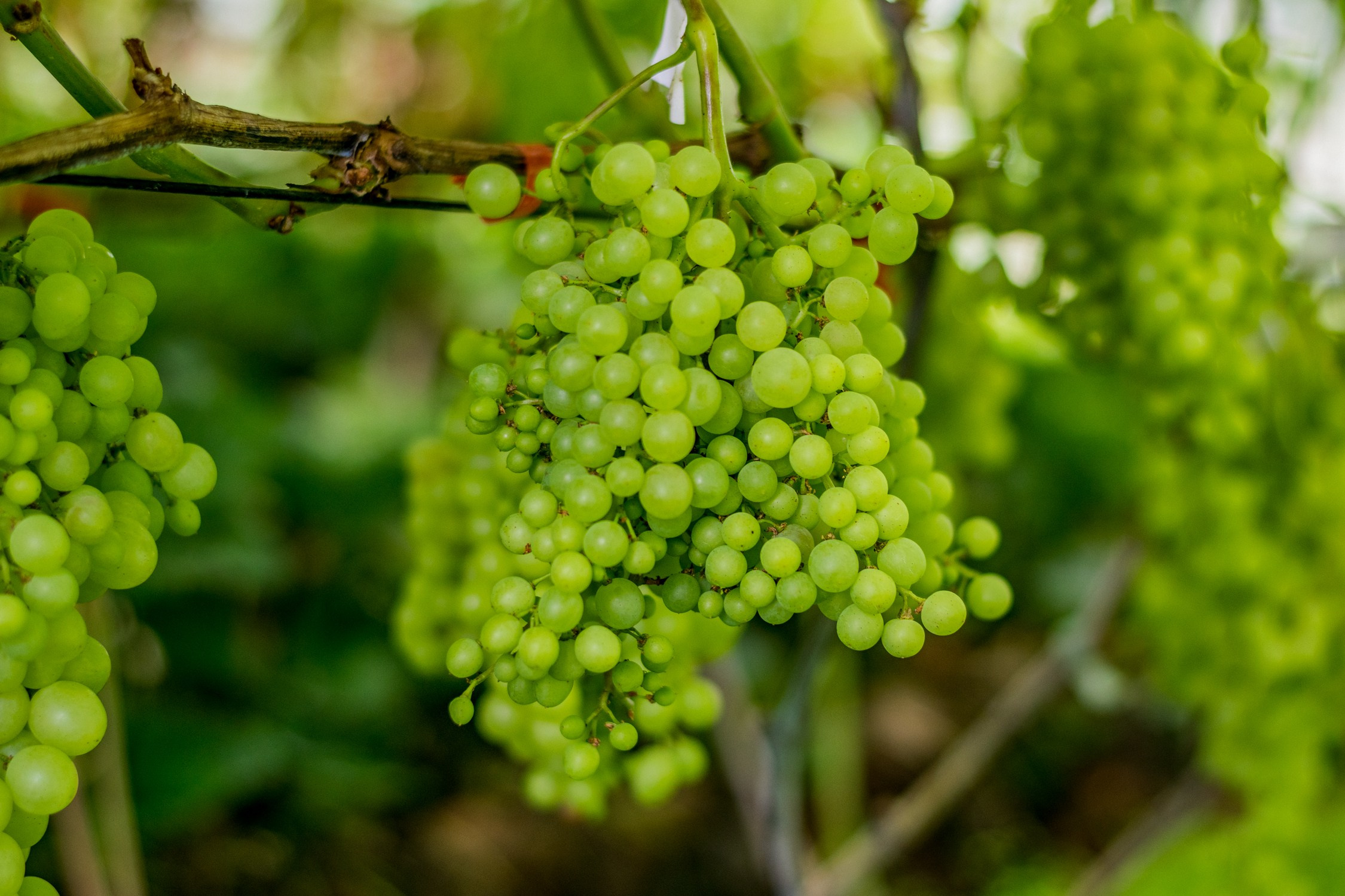 Виноградники на Хехцире Хабаровский край фотограф Антон Курдюмов. Фотограф в Хабаровске Антон Курдюмов FOTO-27.RU