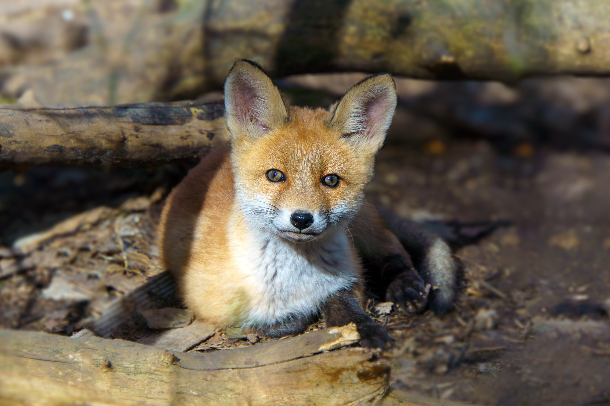 Животные. Ваш личный фотограф Марина Волкова