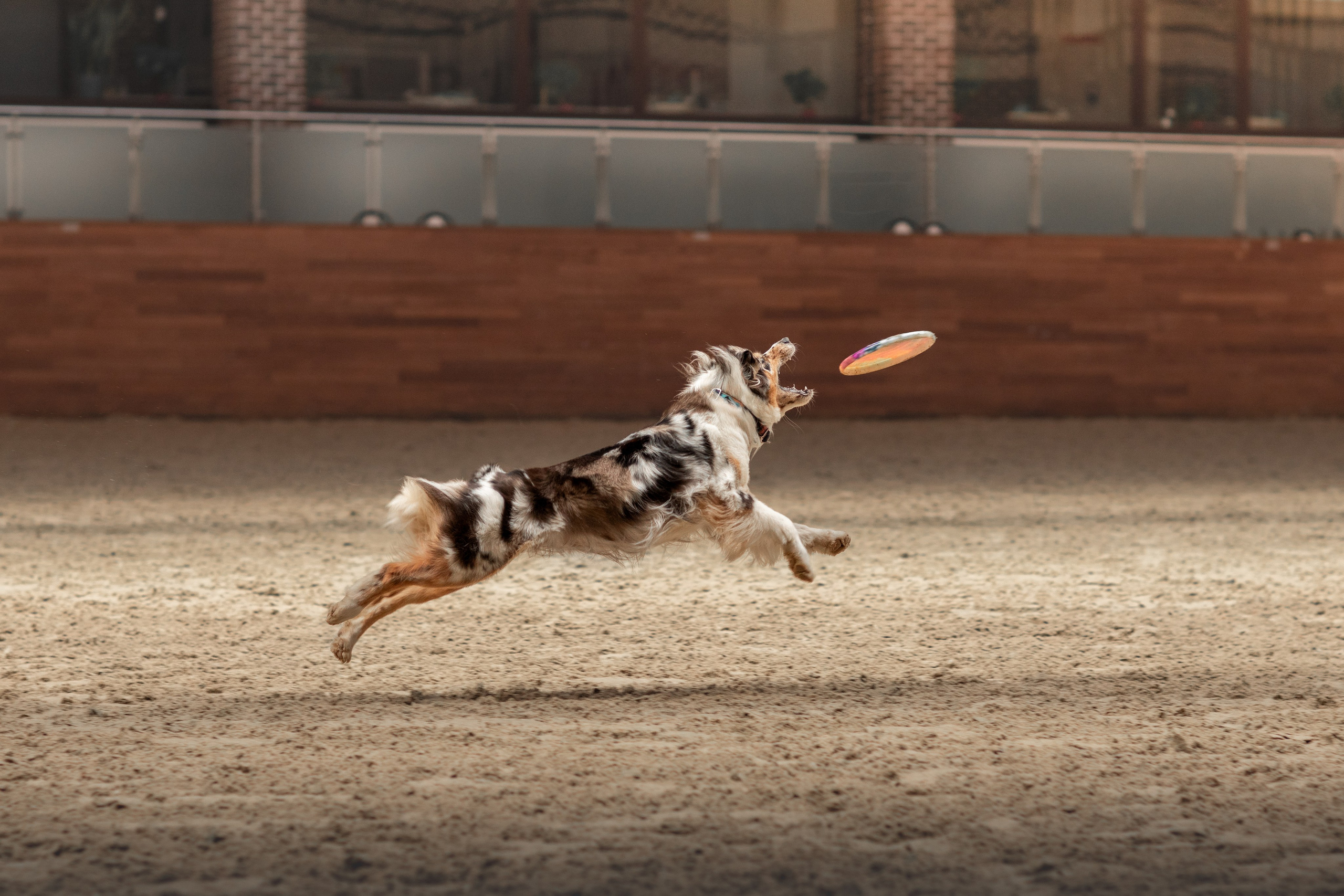 Собака в спорте. Фотограф-анималист в Москве Дорн Мелани