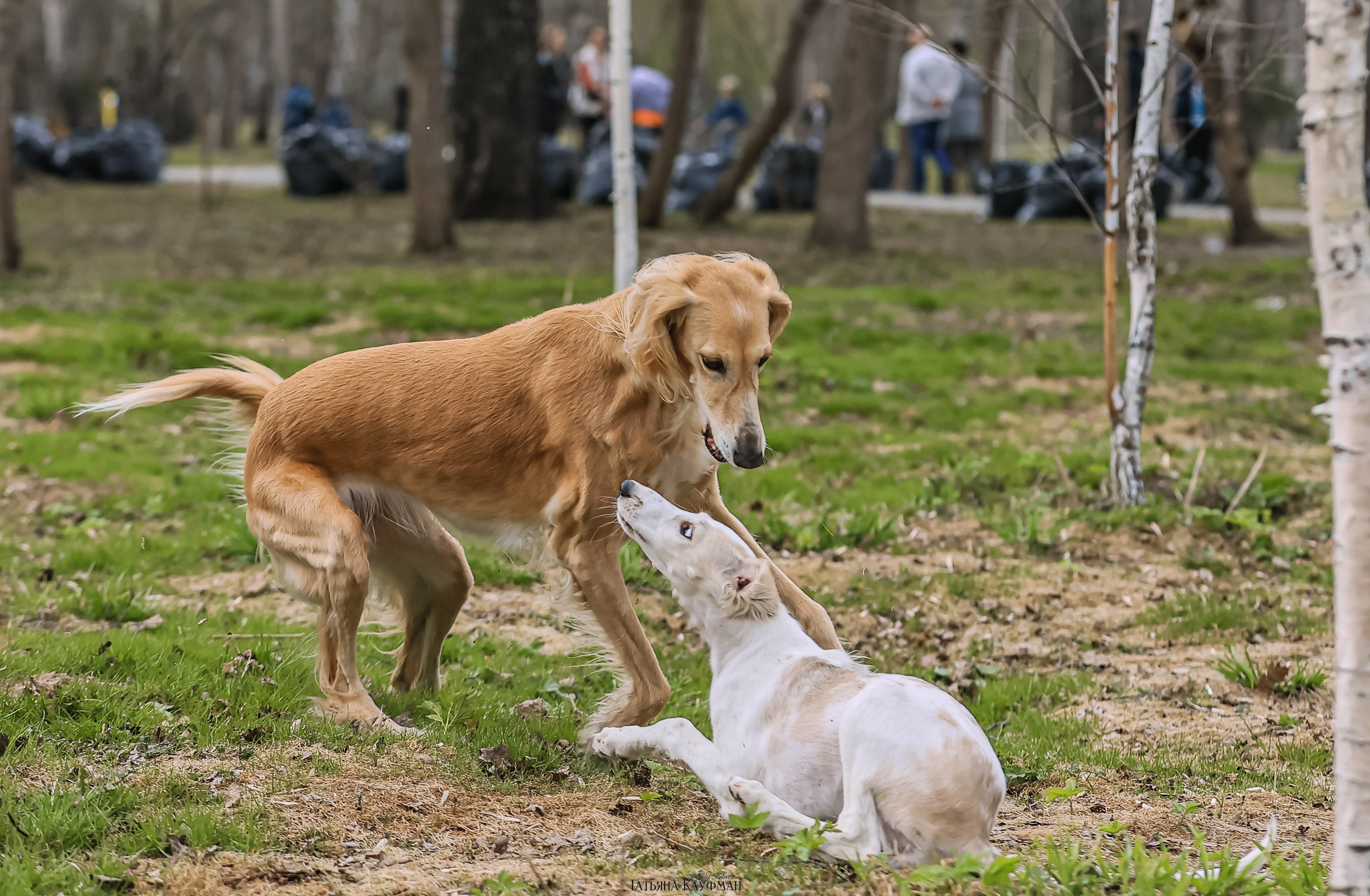 Салюки, фотография салюки, красивая собака, фотограф анималист, фотокурс Анималистика, научиться фотографировать собак, фотограф Новосибирск