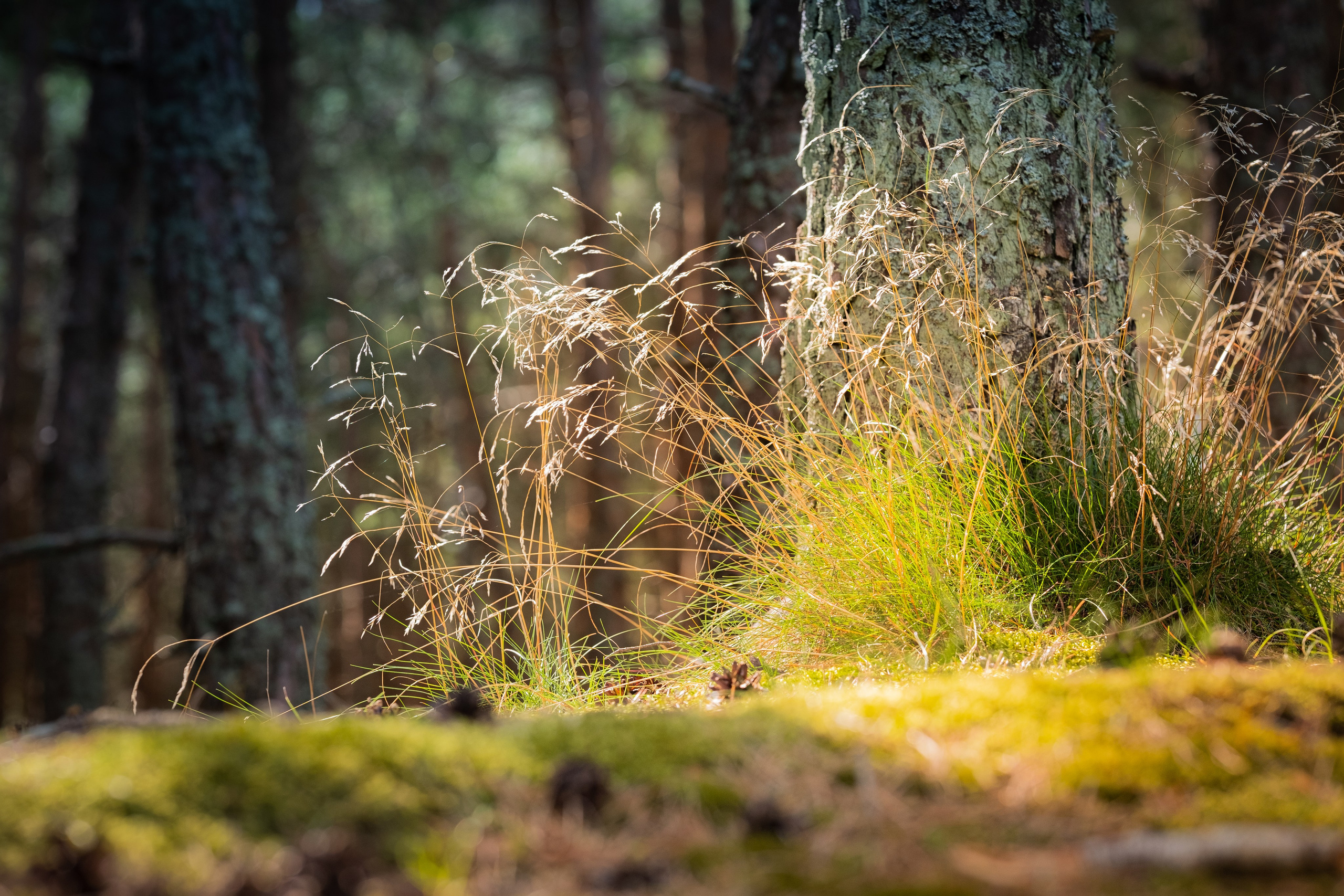 Чем дальше в лес. KRUTOVA_фотографирую жизнь