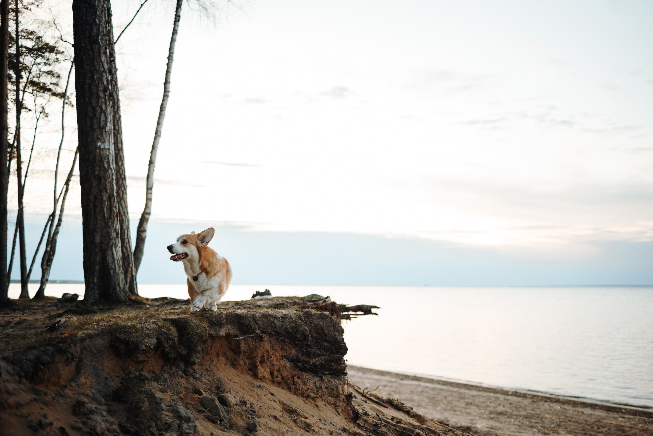 Найт и его семья. Фотограф — Анималист | Санкт-Петербург