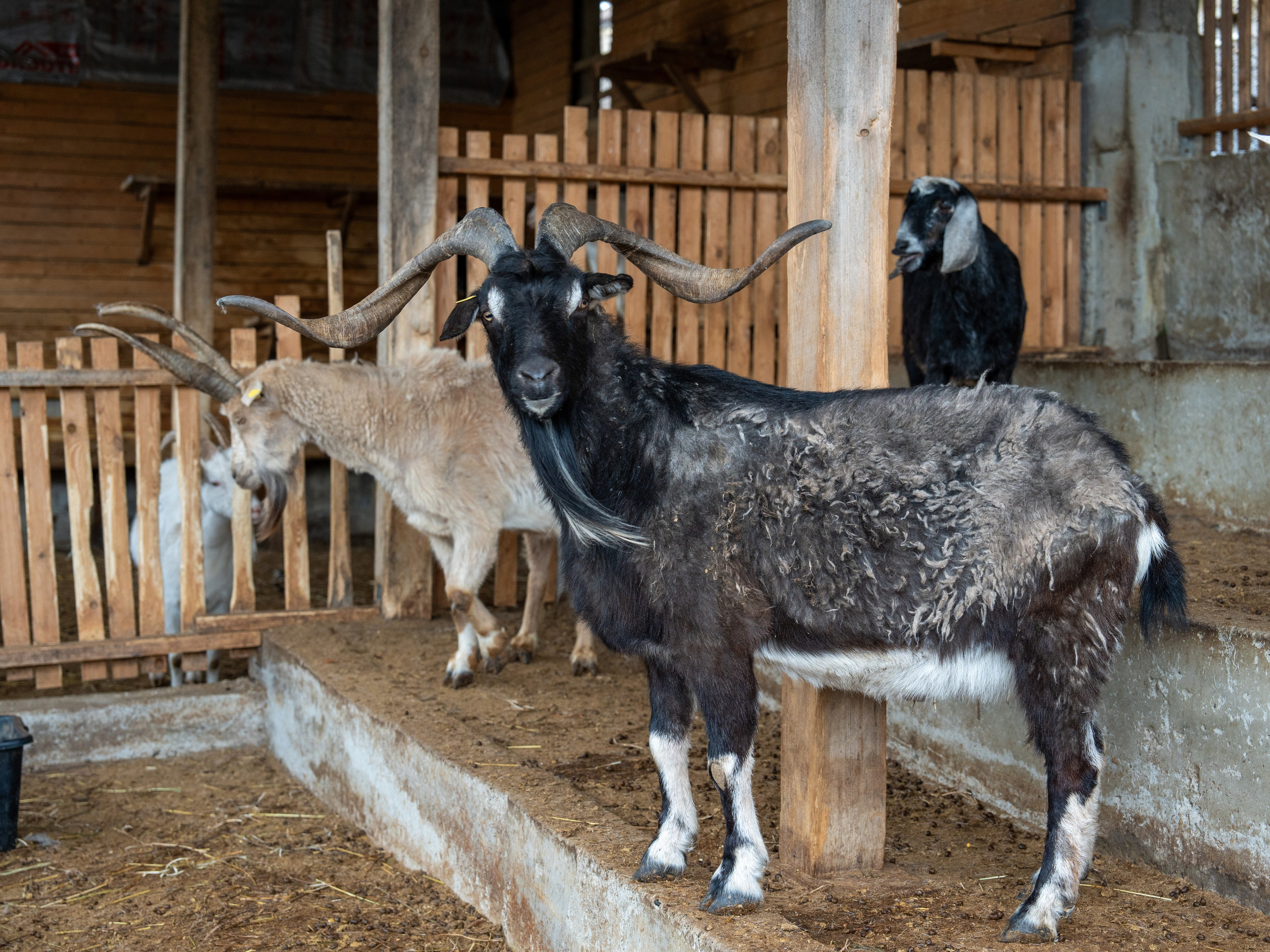 MICE мероприятие на ферме Экзархо. Репортажный фотограф в Красной Поляне и Сочи Павлюченко Екатерина