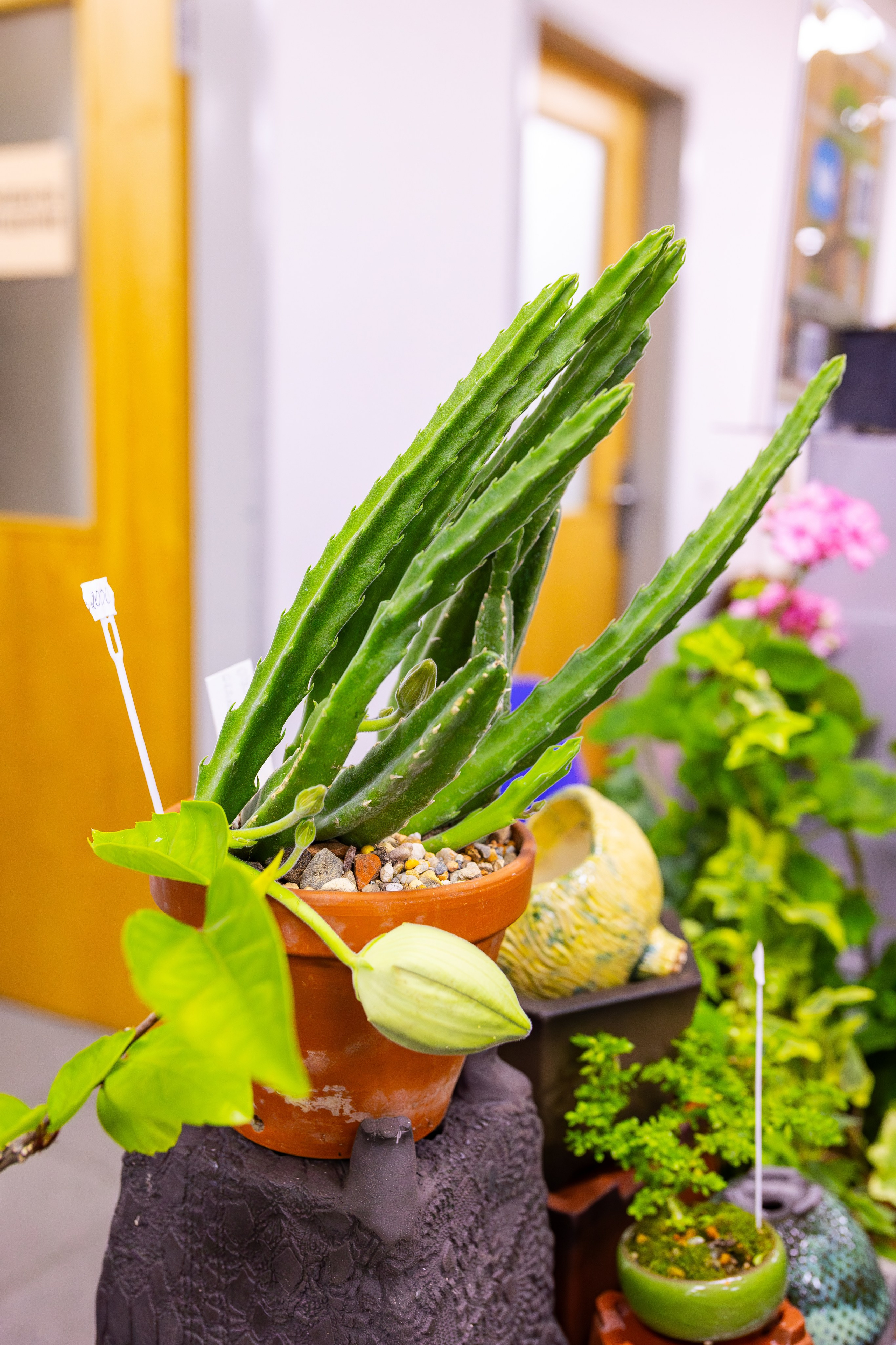 Орхидиум сентябрь 2025. Александра Куликова фотограф, Москва