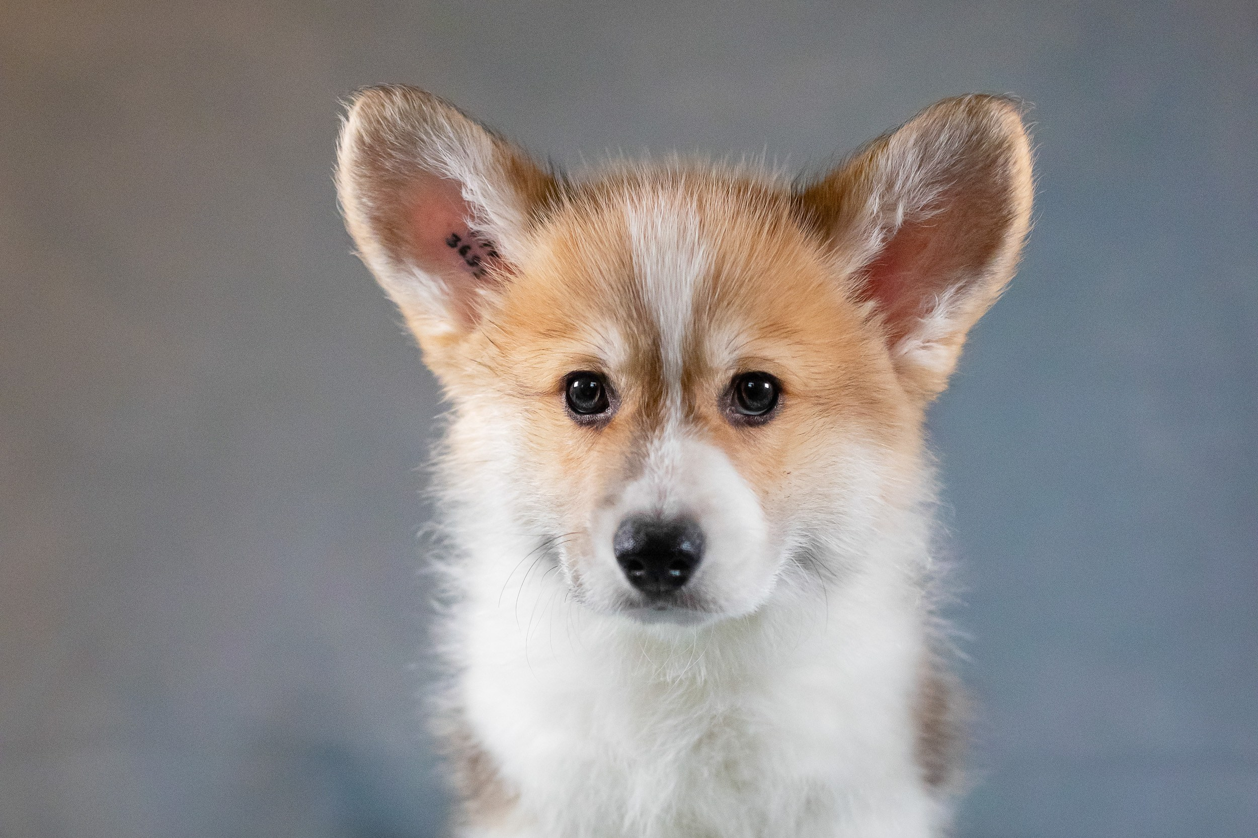 Вельш Корги Пемброк. Фотограф анималист, семейный фотограф, фотограф собак Комратова Мария. г. Москва