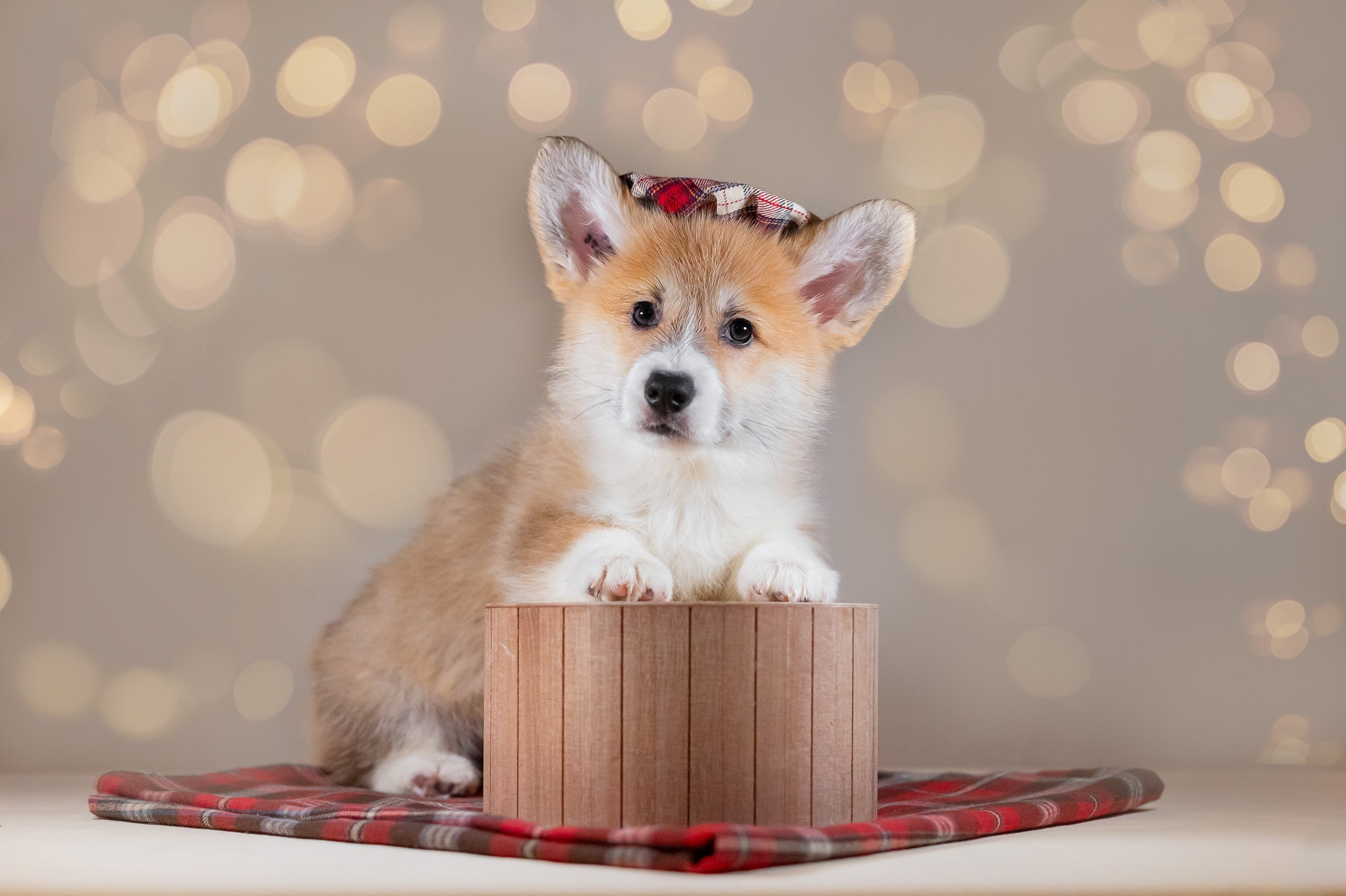 Вельш Корги Пемброк. Фотограф анималист, семейный фотограф, фотограф собак Комратова Мария. г. Москва