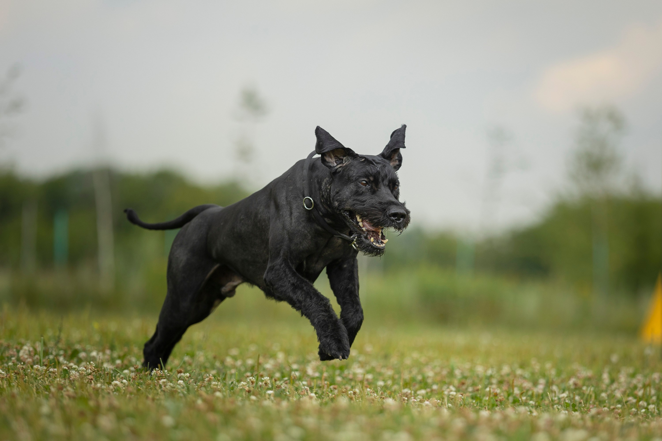 ЗКС. Фотограф анималист, семейный фотограф, фотограф собак Комратова Мария. г. Москва