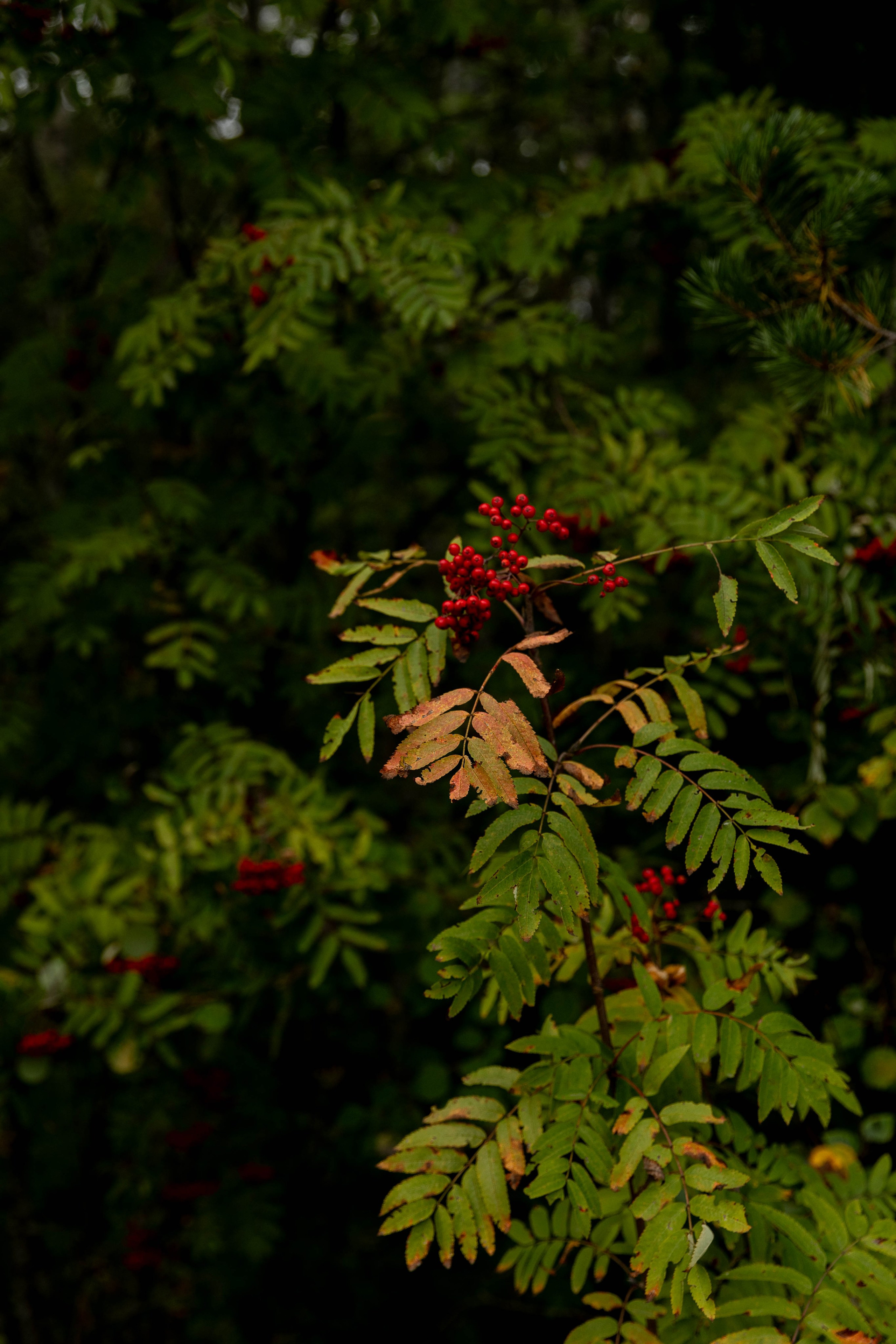 Лера. Свадебный и семейный фотограф в Карелии