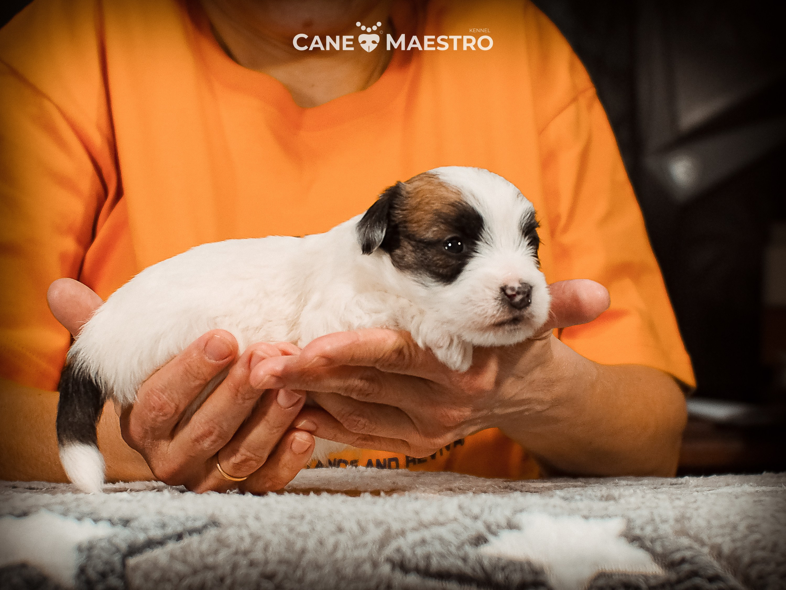 КОБ_ЛИСА_05_01_26. CANE MAESTRO — kennel Jack Russell Terrier