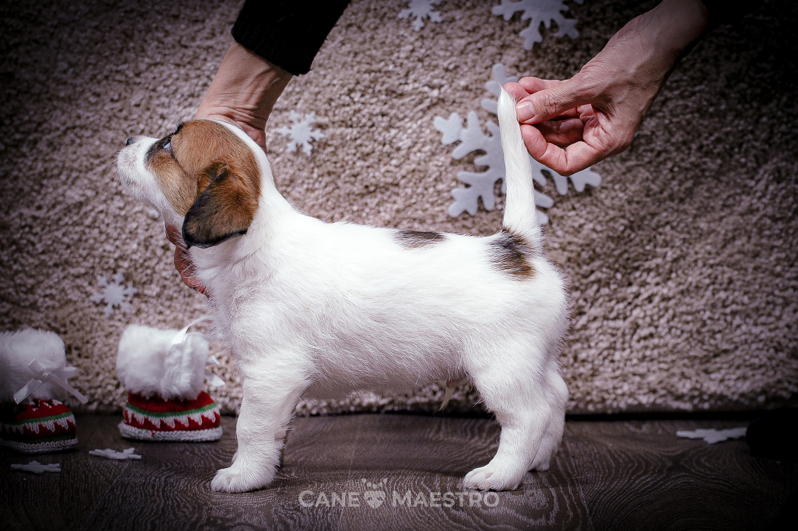3КОБЛ_СНЕГОВИК. CANE MAESTRO — kennel Jack Russell Terrier