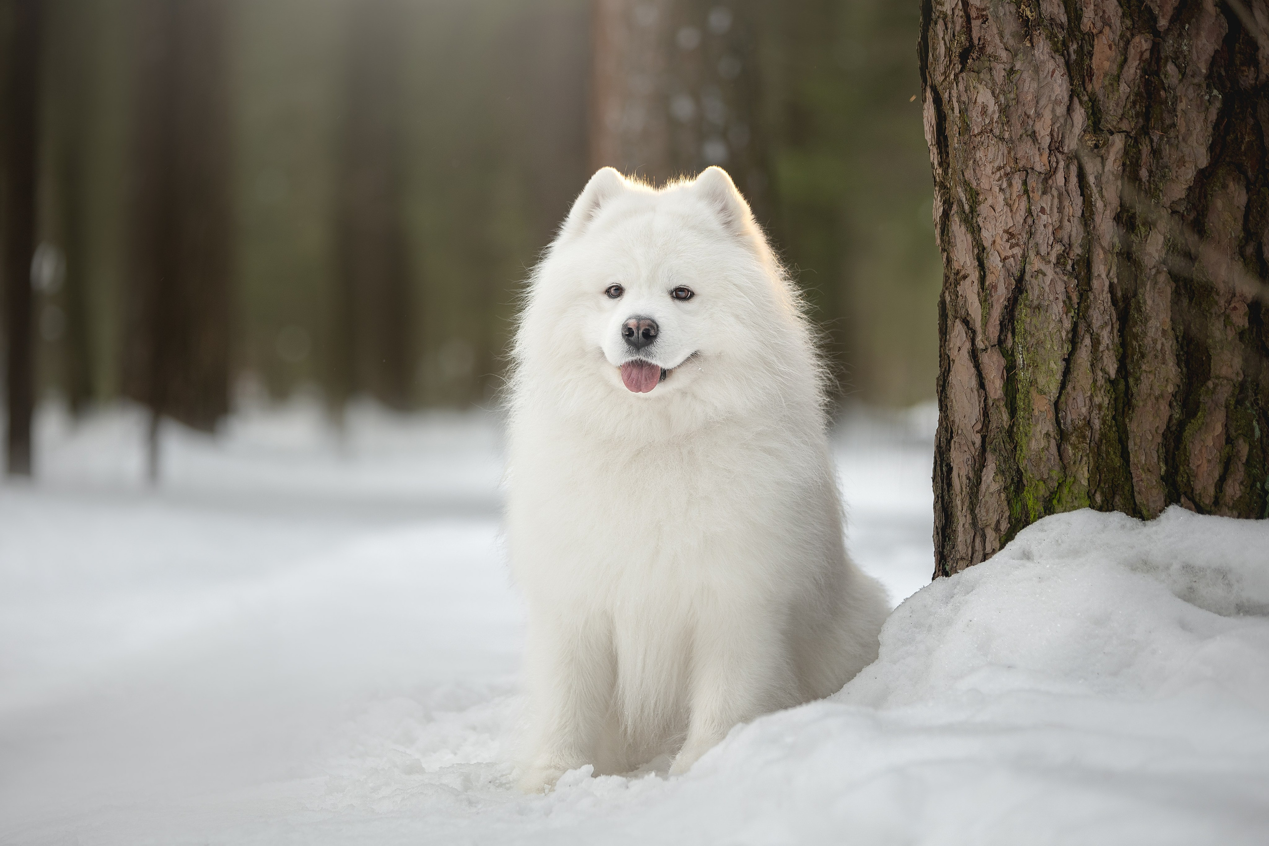 Самоедские мальчишки. Фотограф анималист в Москве Майорова Евгения