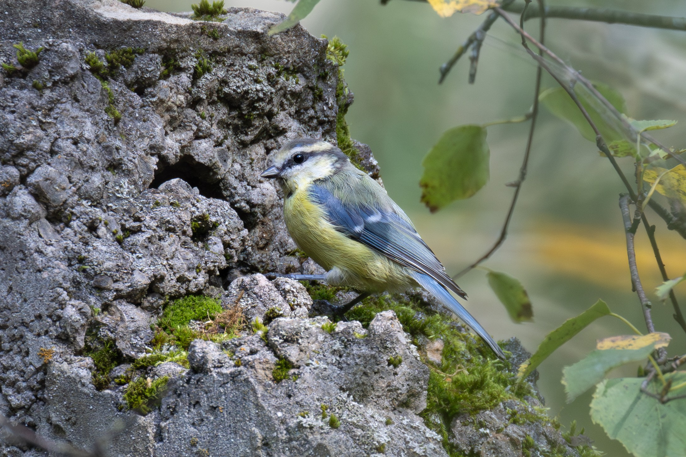 Птицы СНТ «Подлесье». Птицы парков г. Люберцы