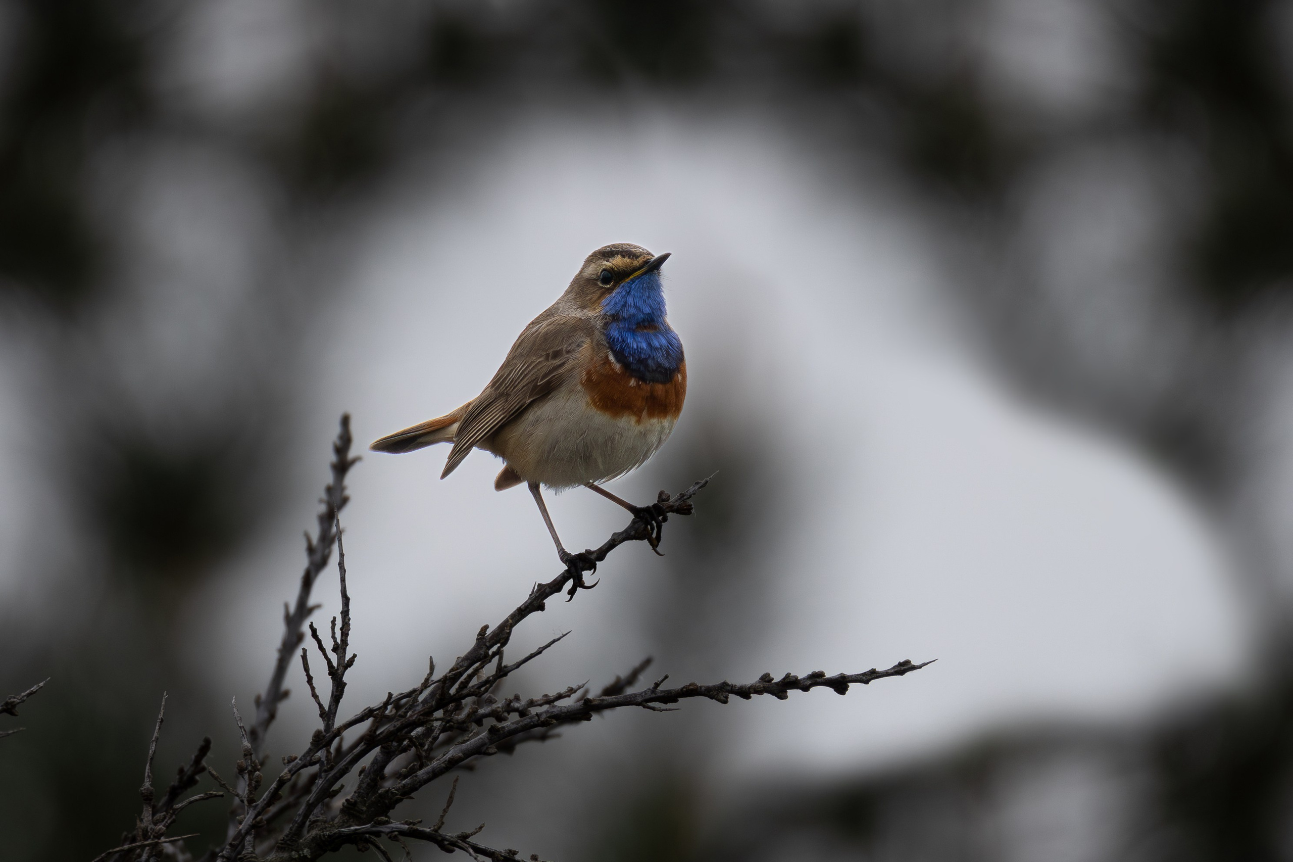 Птицы СНТ «Подлесье». Птицы парков г. Люберцы