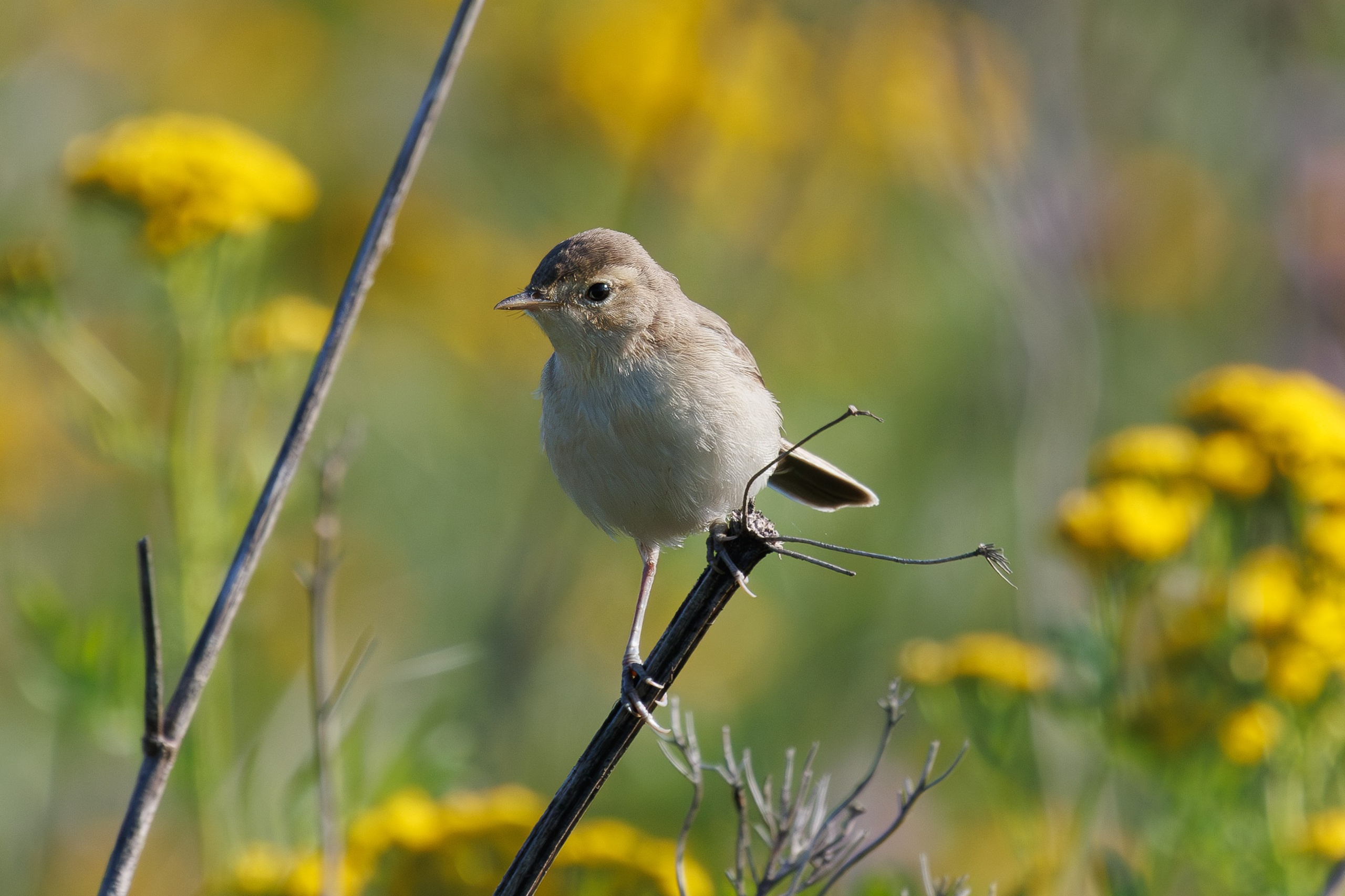 Птицы Москворецкого пойменного заказника. Птицы парков г. Люберцы