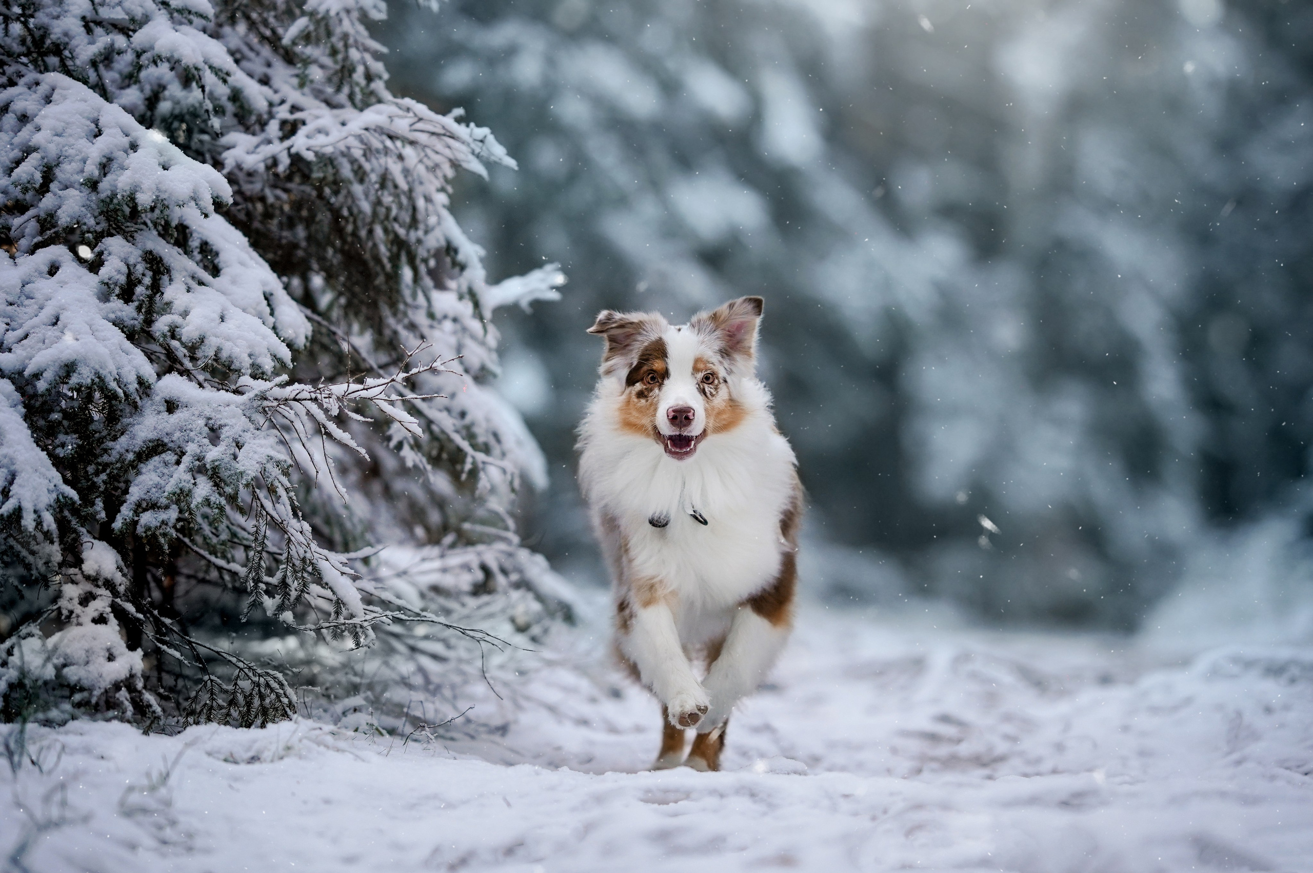 Панда зимний лес. Фотограф-анималист в Санкт-Петербурге Яна Мартынова