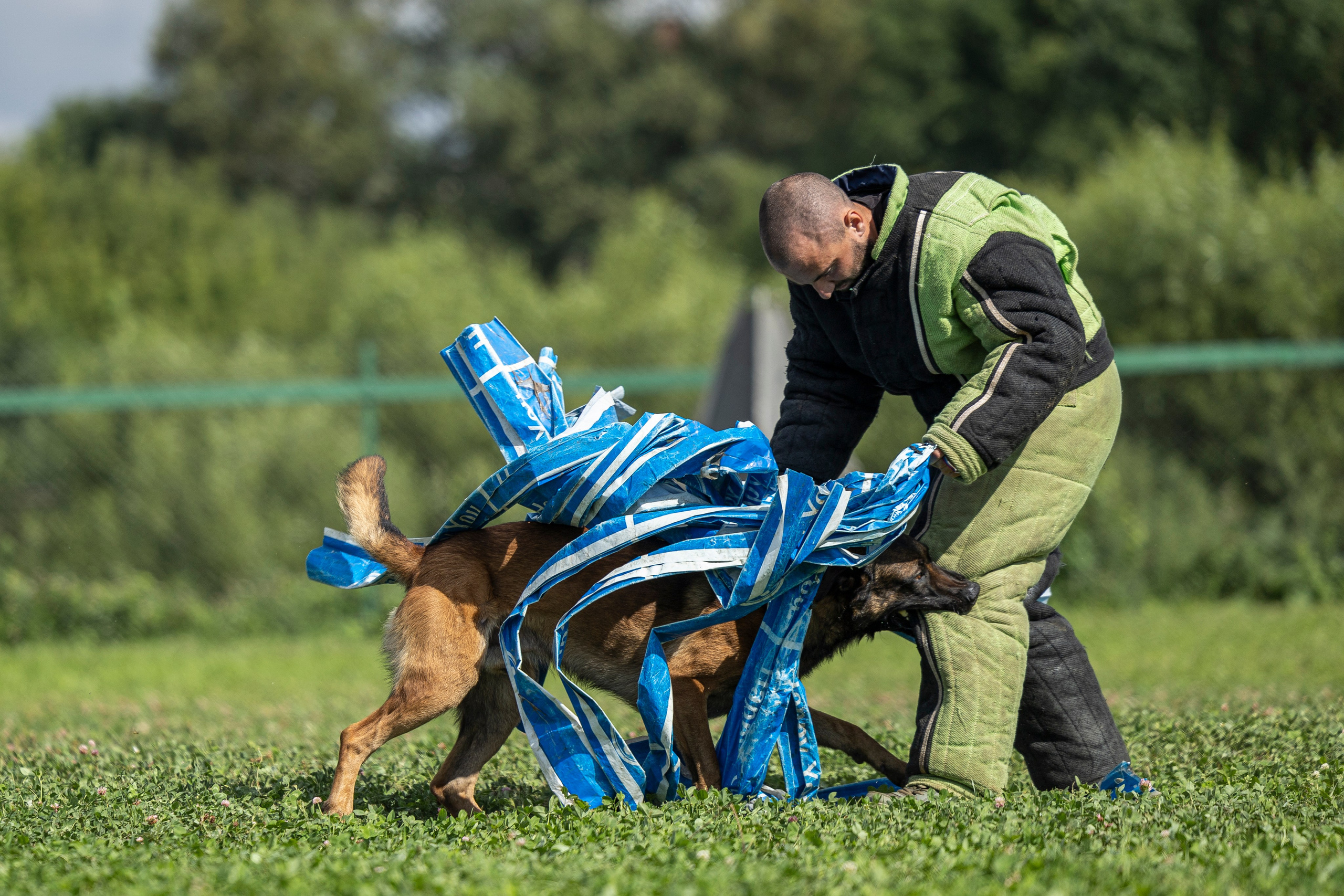 Соревнования по Мондьорингу г. Вологда 10-11.08.2024. Фотограф-анималист Анна Маринич